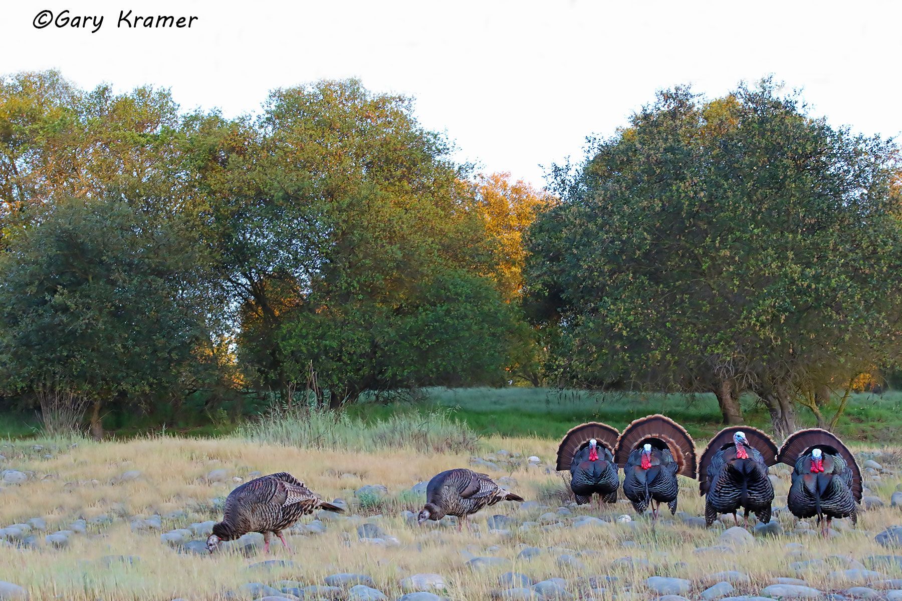 Wild Turkey (Rio Grande) (Meleagris gallopavo intermedia) by GaryKramer.net, 530-934-3873, gkramer@cwo.com Wild Turkey (Rio Grande) (Meleagris gallopavo intermedia) - NBGTr#3217d