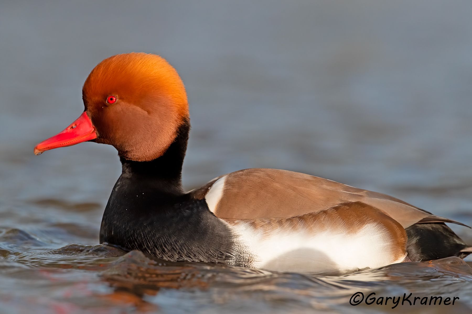 Red-crested Pochard (Netta rufina)  Red-crested Pochard (Netta rufina) - EBWPr#122d