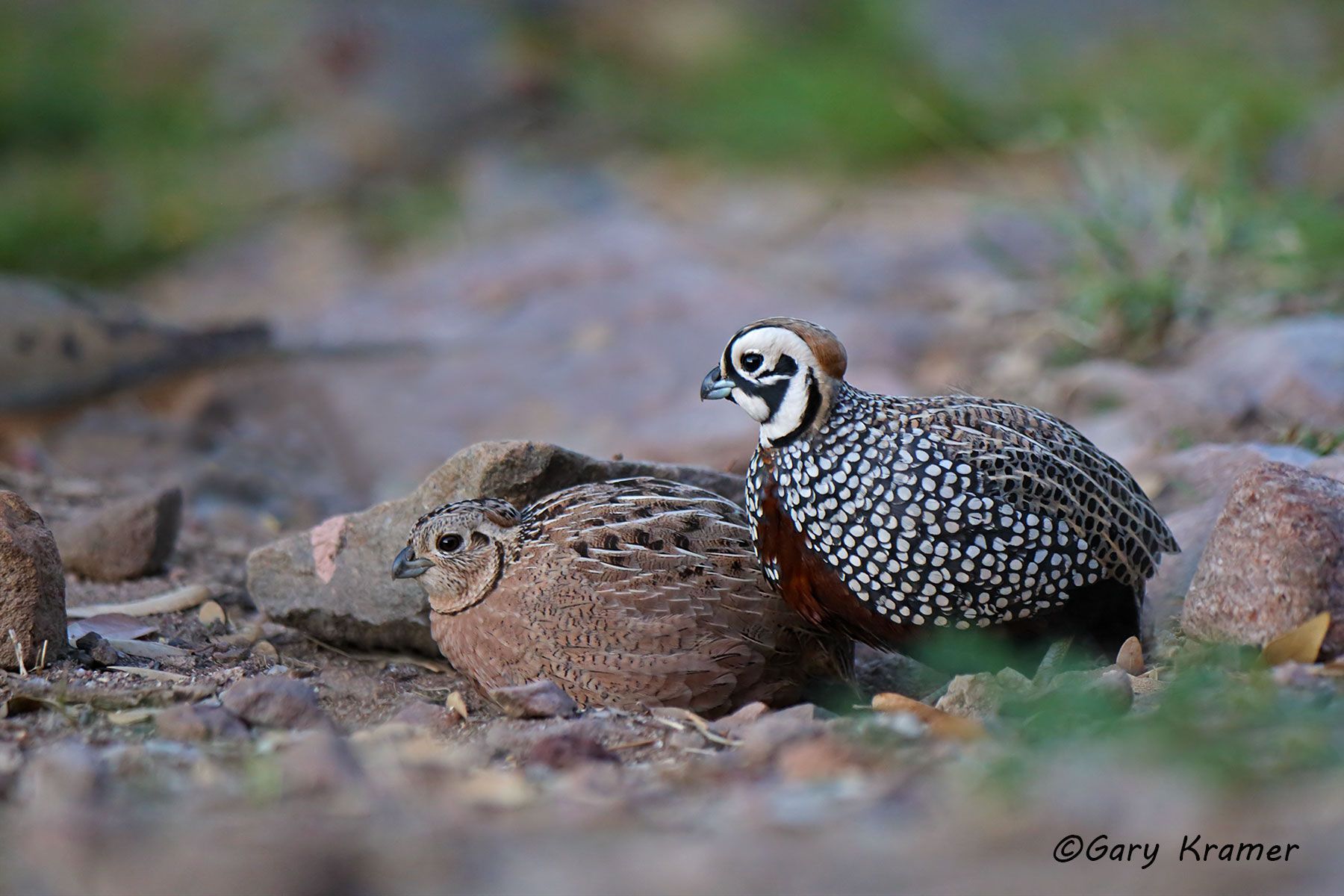 Mearn's (Montezuma) Quail (Cyrtonyx montezumae) Mearn's (Montezuma) Quail (Cyrtonyx montezumae) - NBGQr#305d