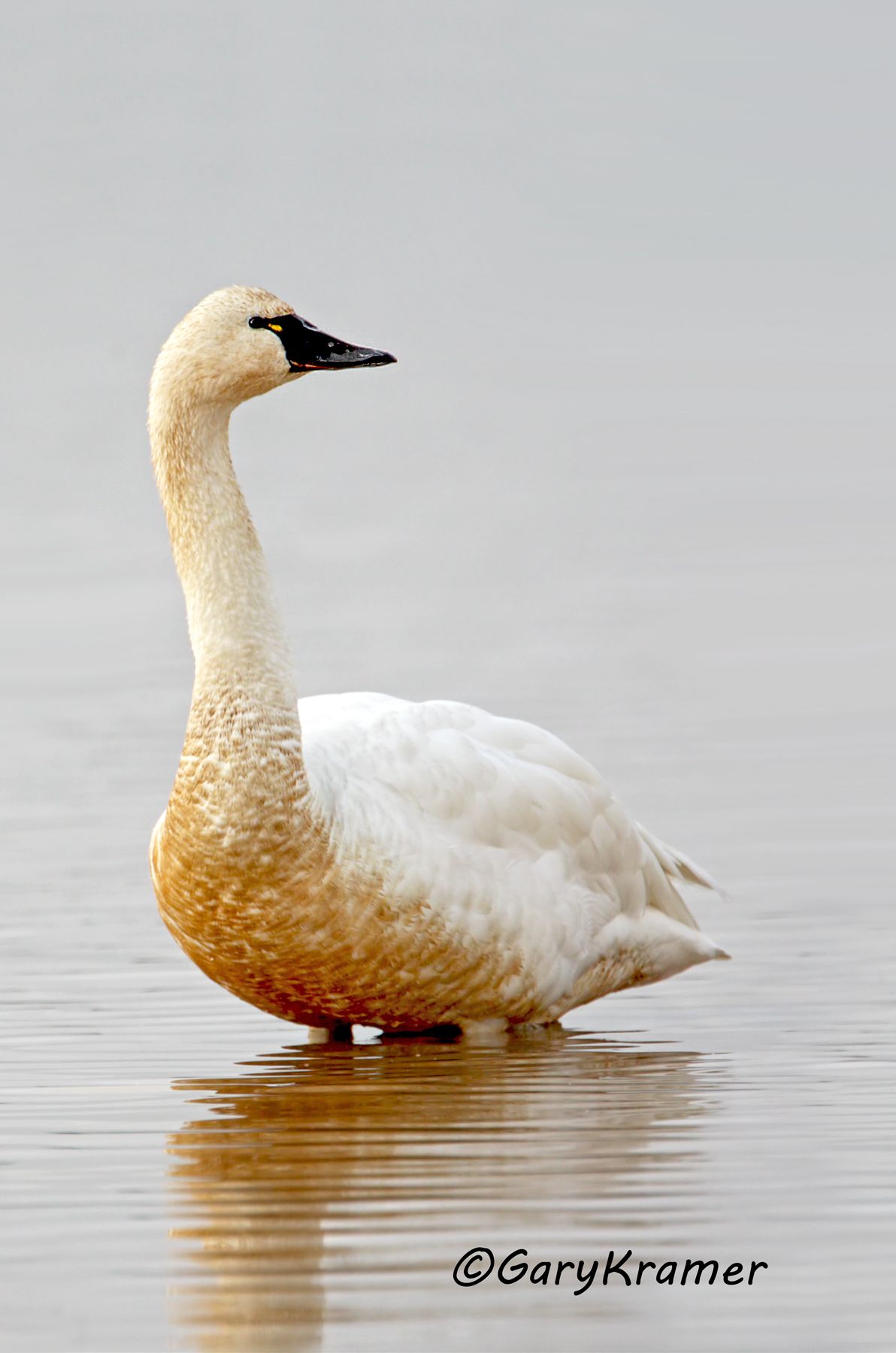Tundra Swan (Cygnus columbianus) - NBWT#198d(2)