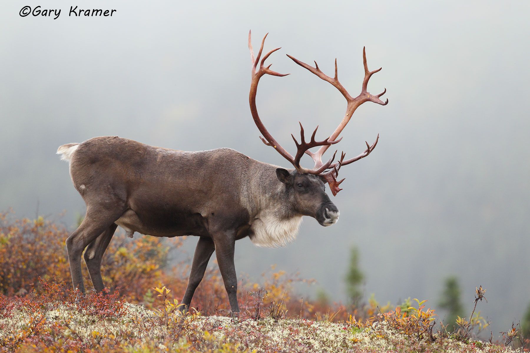 Barren Ground Caribou (Rangifer tarandus granti) by GaryKramer.net. 530-934-3873, gkramer@cwo.com Barren Ground Caribou (Rangifer tarandus granti) - NMCb#149d