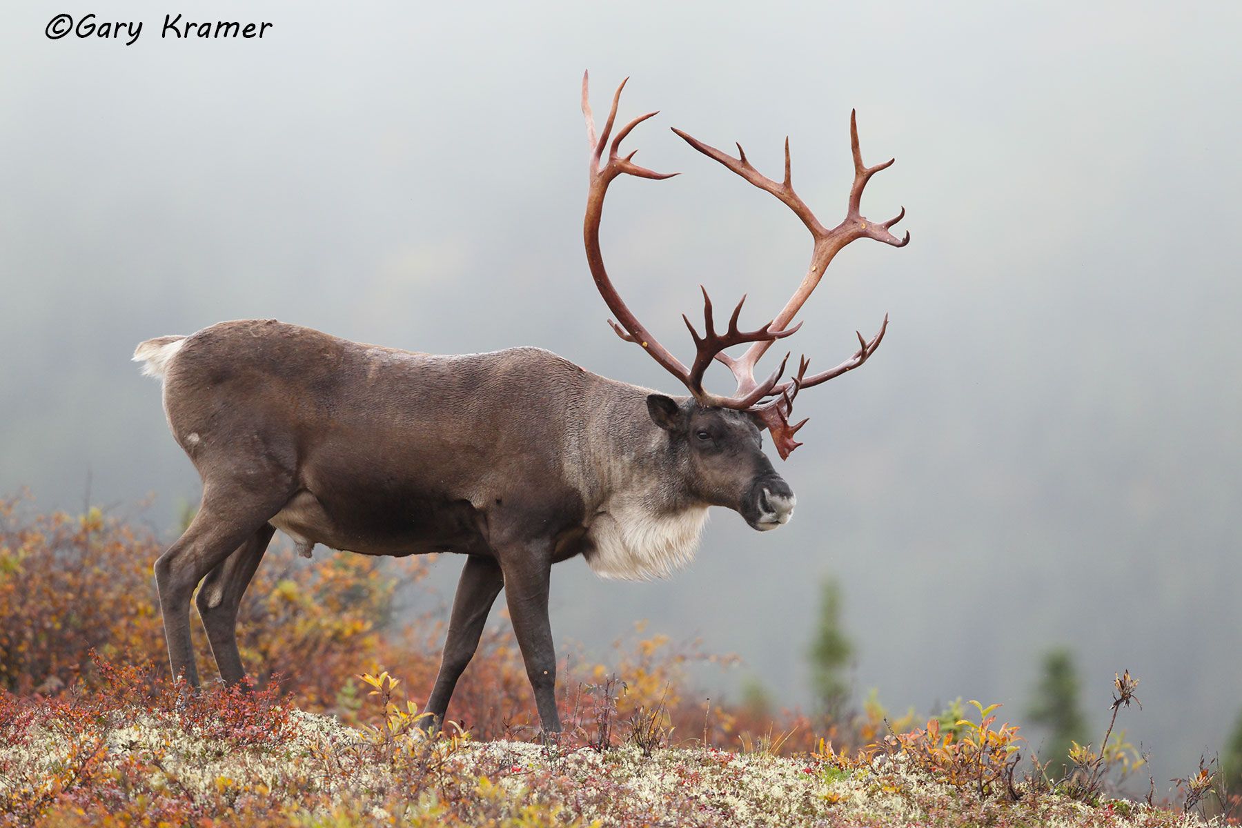 Moose - Caribou - Gary Kramer Photographer / Writer
