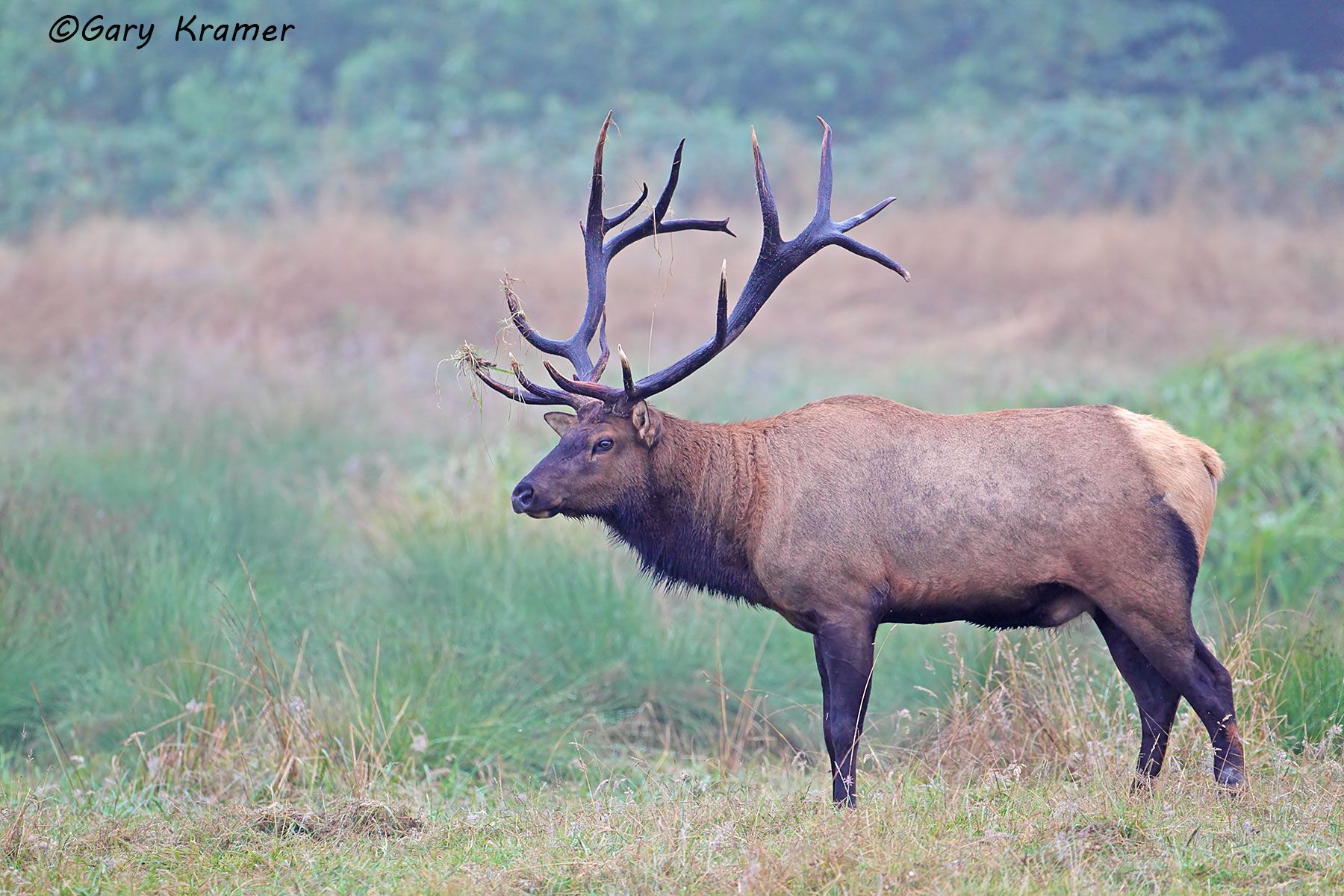 Roosevelt's Elk (Cervus elaphus roosevelti) - NMERo#358d