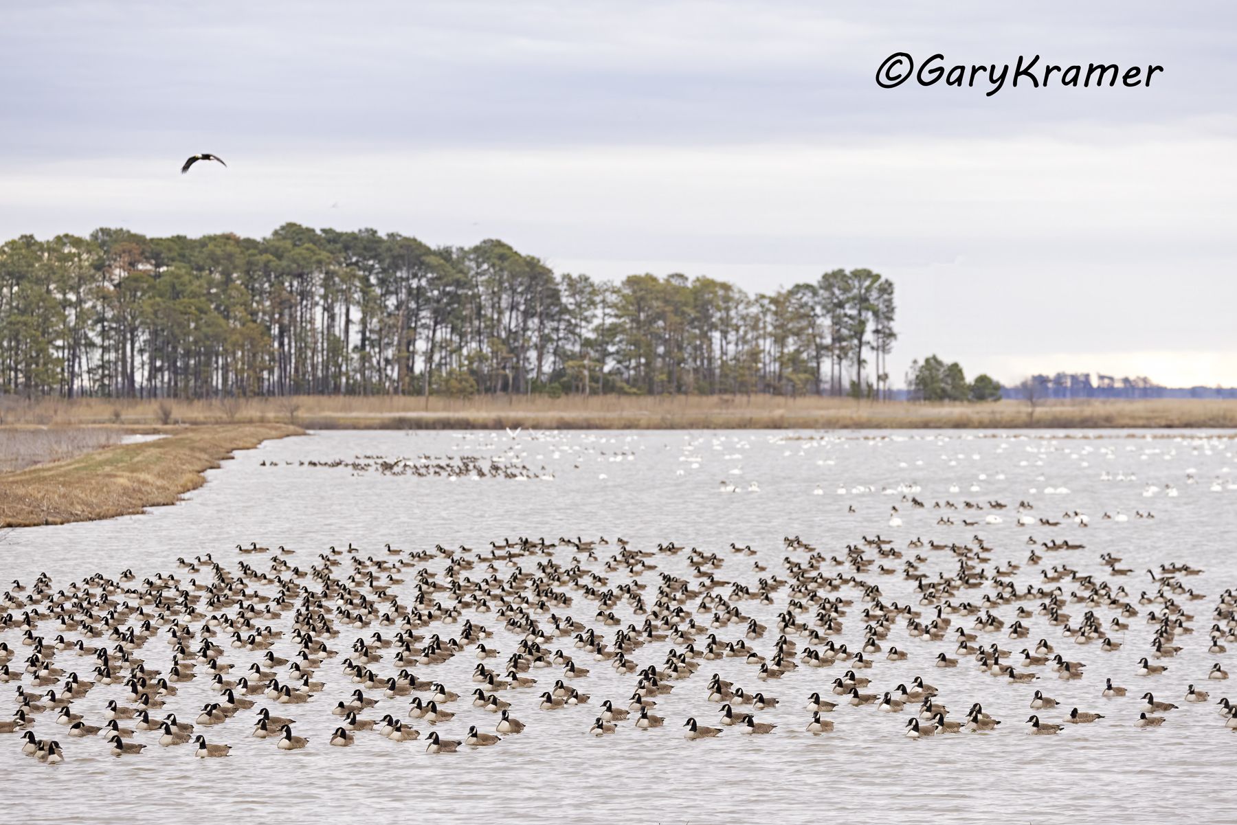 Canada Goose (Giant) (Branta canadensis) - NBWCg#2108d