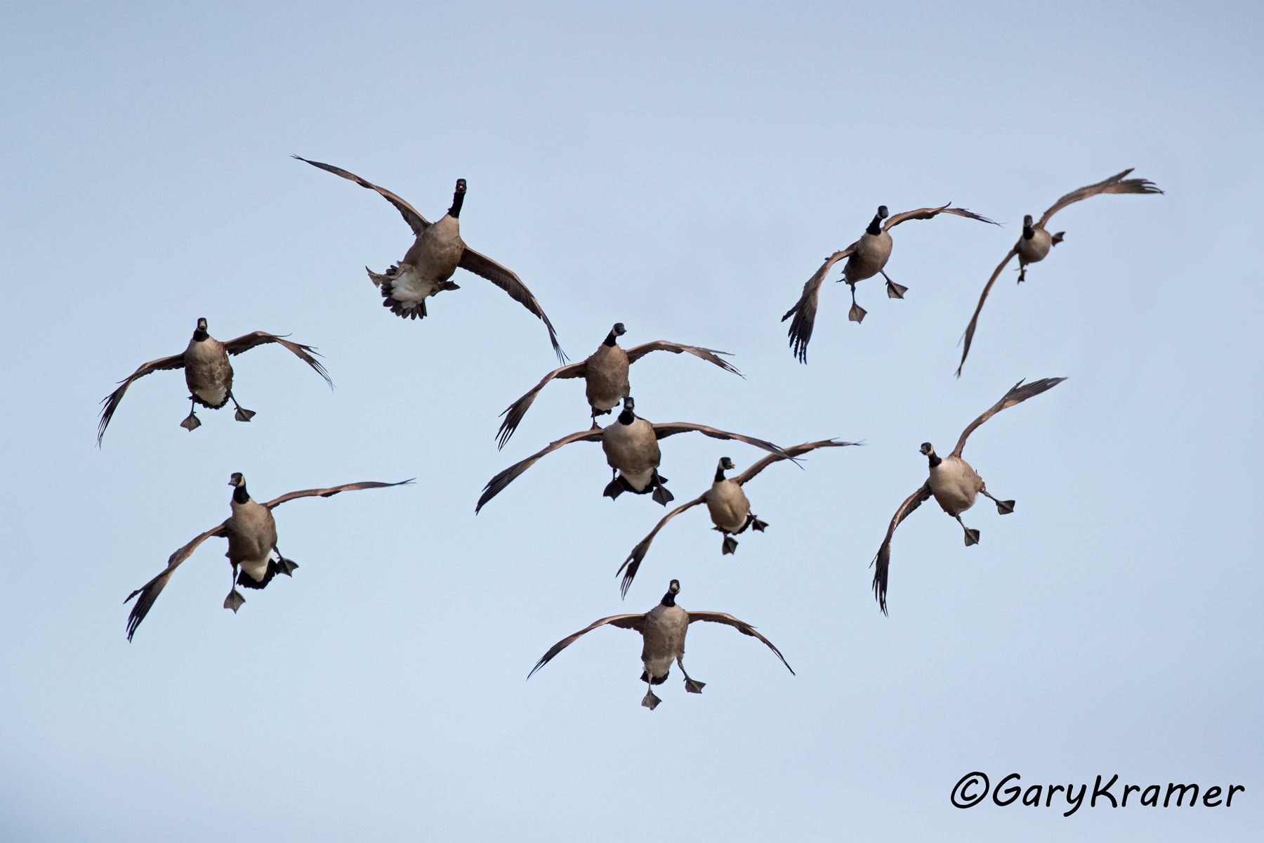 Canada Goose (Atlantic) (Branta canadensis canadensis) Canada Goose (Atlantic) (Branta canadensis canadensis) - NBWCgc#055d(2)