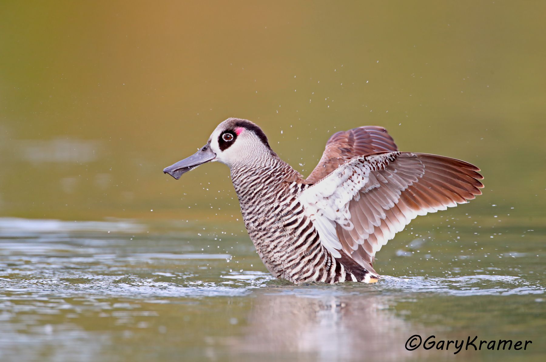 Pink-eared Duck (Malacorhynchus membranaceus)  Pink-eared Duck (Malacorhynchus membranaceus) - OBWP#216d