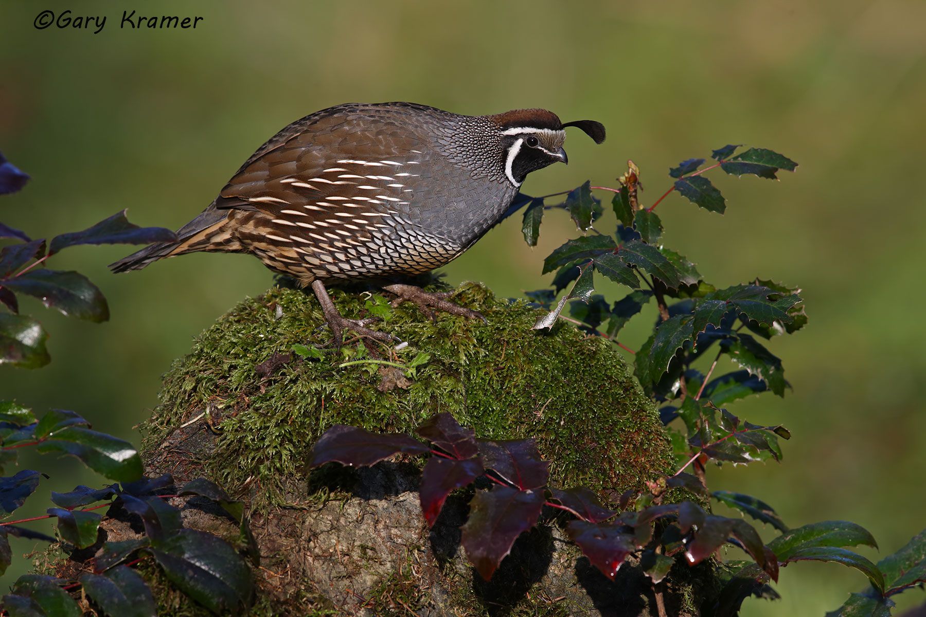 California Quail (Callipepla californica) - NBGQc#1784d