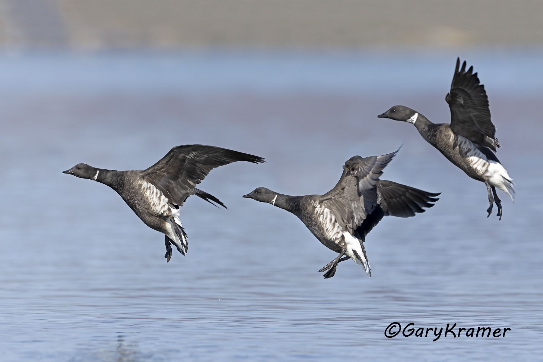Black (Pacific) Brant (Branta bernicla nigricans) - NBWBp#1606d(2)
