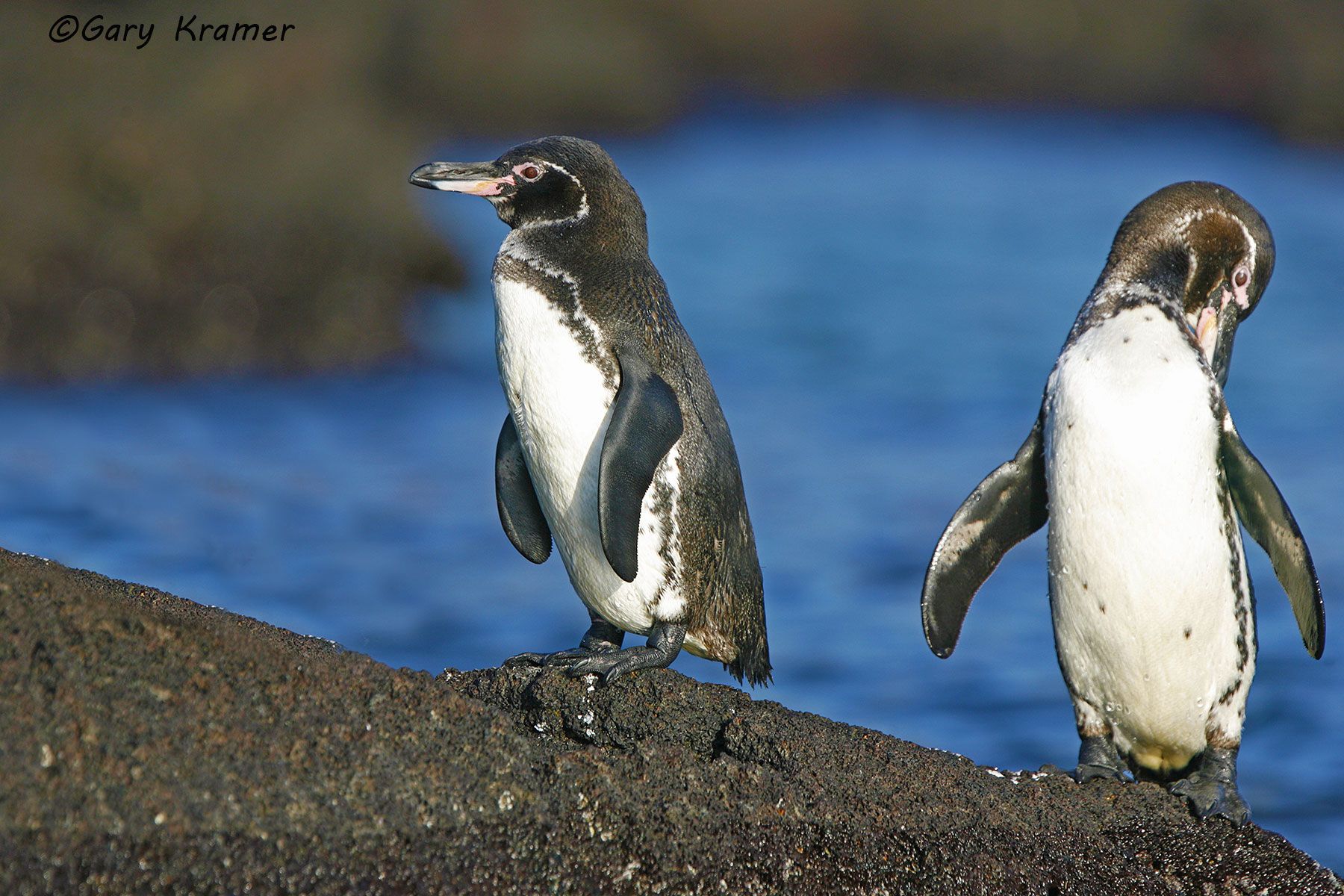 Galapagos Penguin (Spheniscus mendiculus) - SBPg#052d.jpg