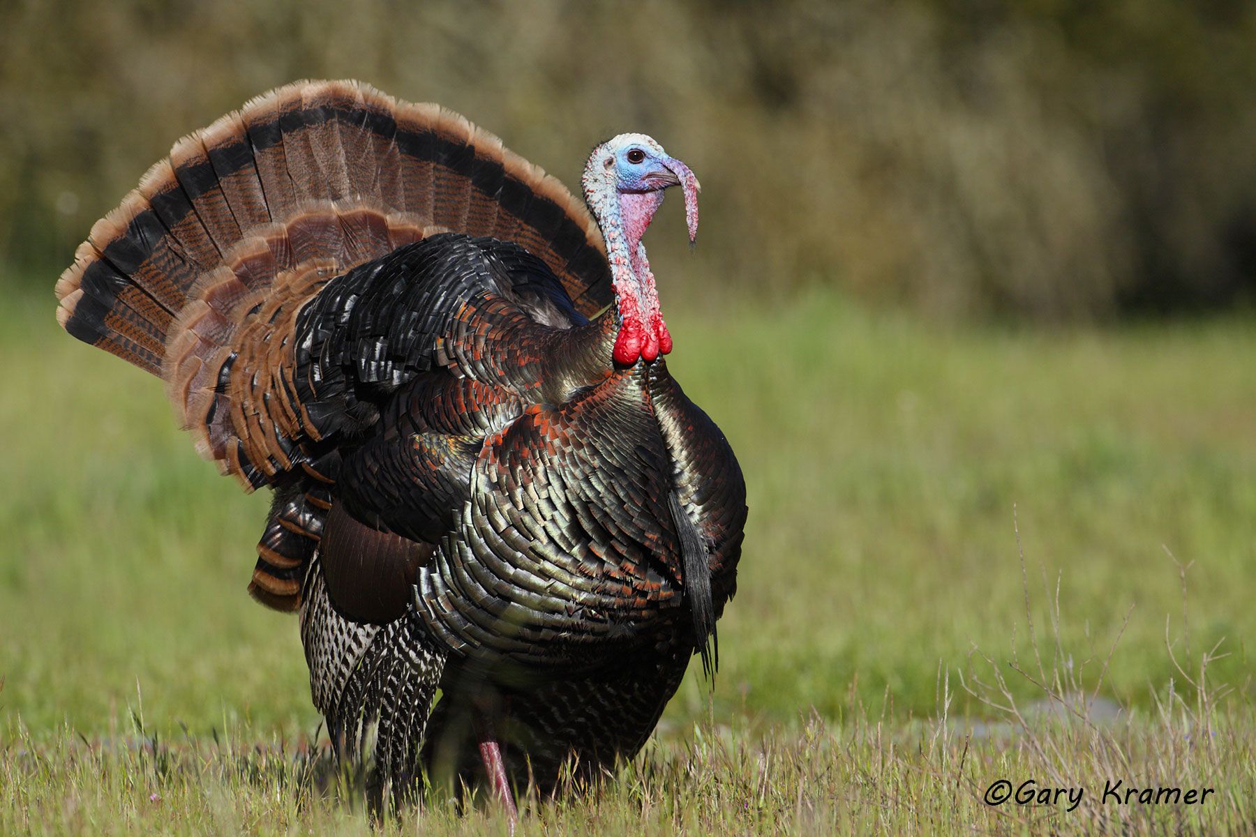 Wild Turkey (Rio Grande) (Meleagris gallopavo intermedia) by GaryKramer.net, 530-934-3873, gkramer@cwo.com Wild Turkey (Rio Grande) (Meleagris gallopavo intermedia) - NBGTr#1538d