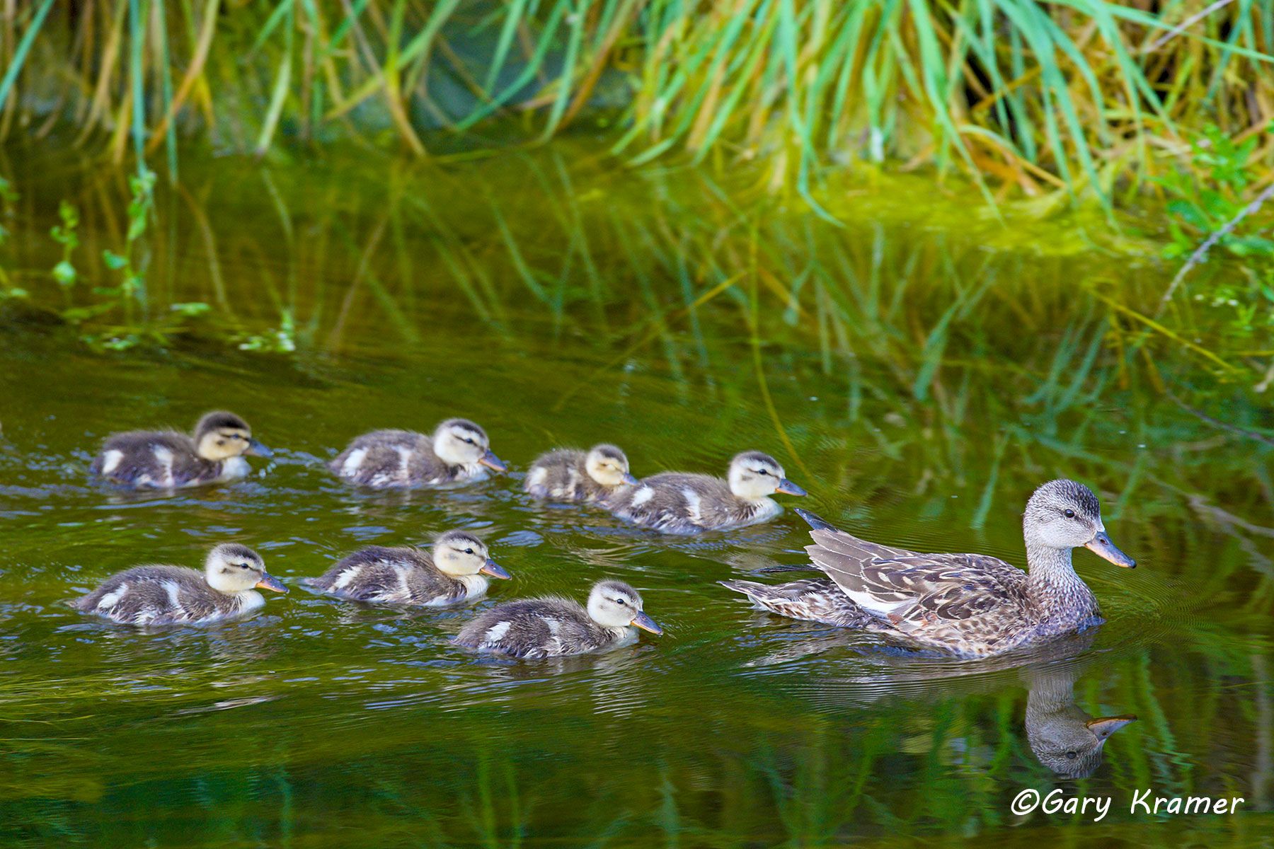 Gadwall (Mareca strepera) Gadwall (Mareca strepera) - NBWG#889d