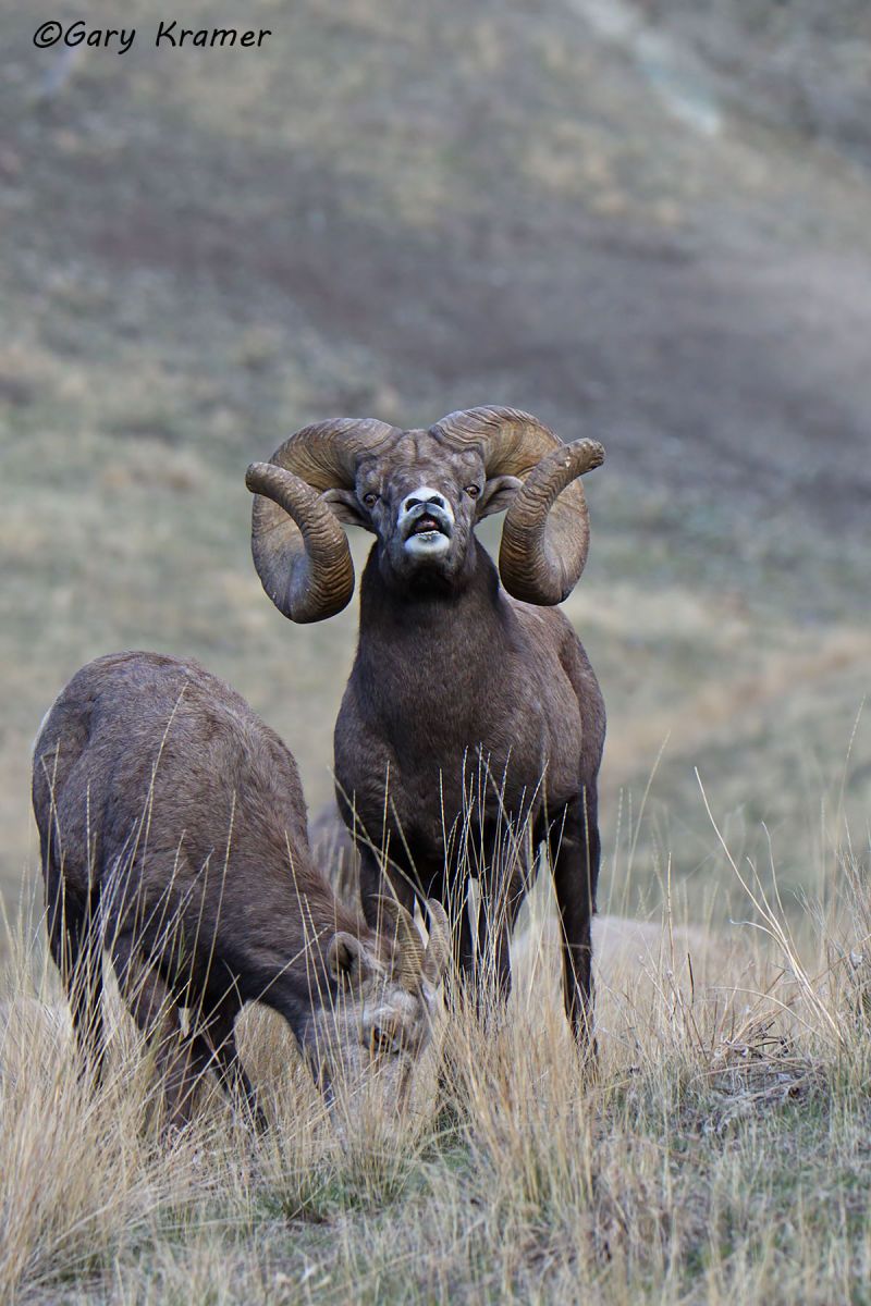 Rocky Mountain Bighorn (Ovis canadensis canadensis) - NMSBr#1357d(2)