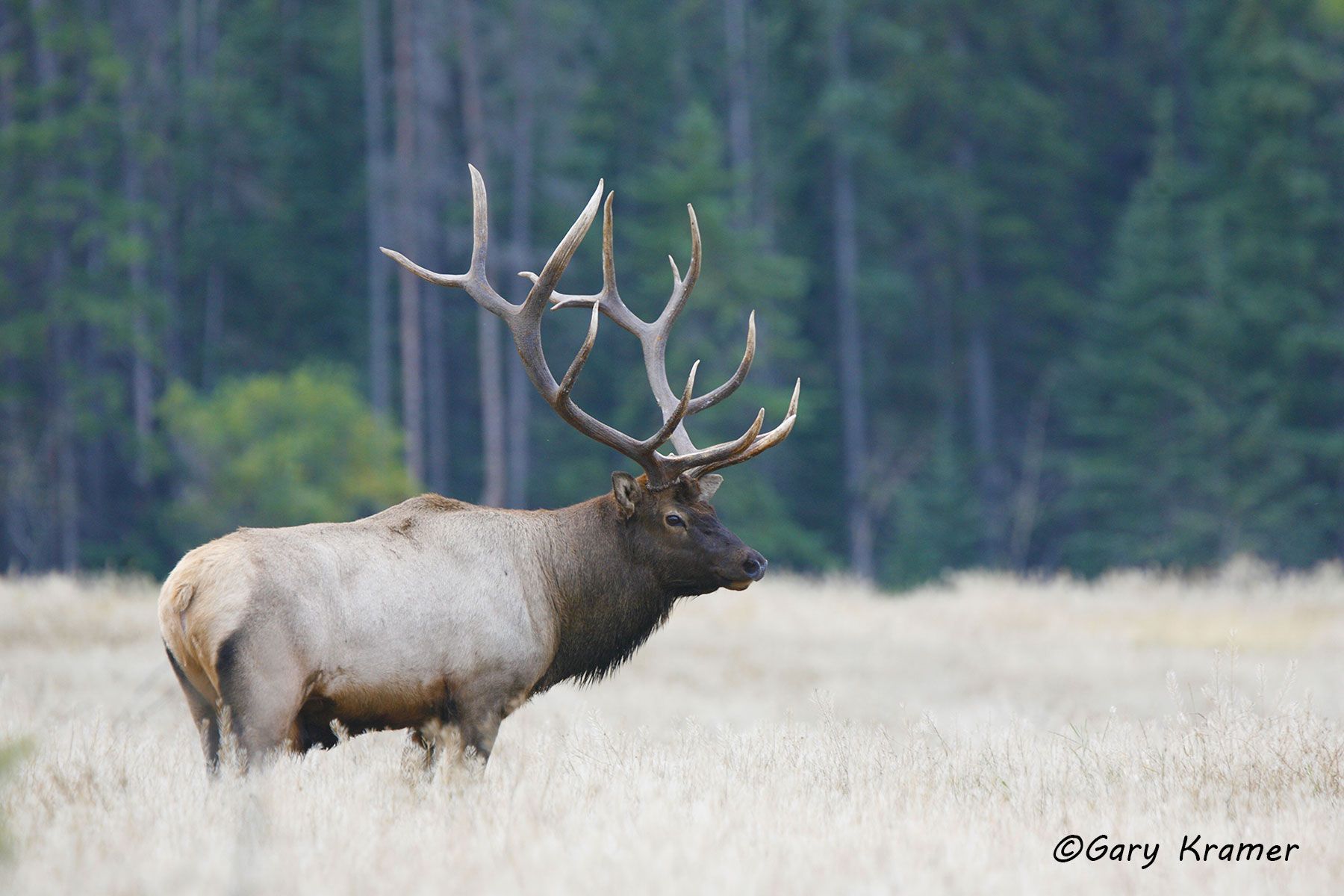 Rocky Mountain Elk (Cervus elaphus nelsoni) - NMERm#876d