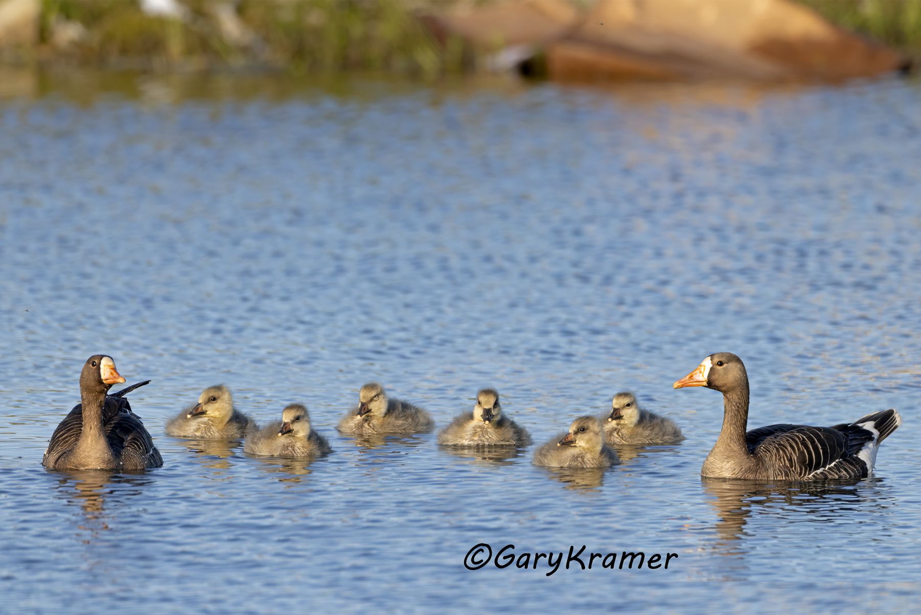 White-fronted Goose (Anser albifrons) - NBWWf#3648(2)