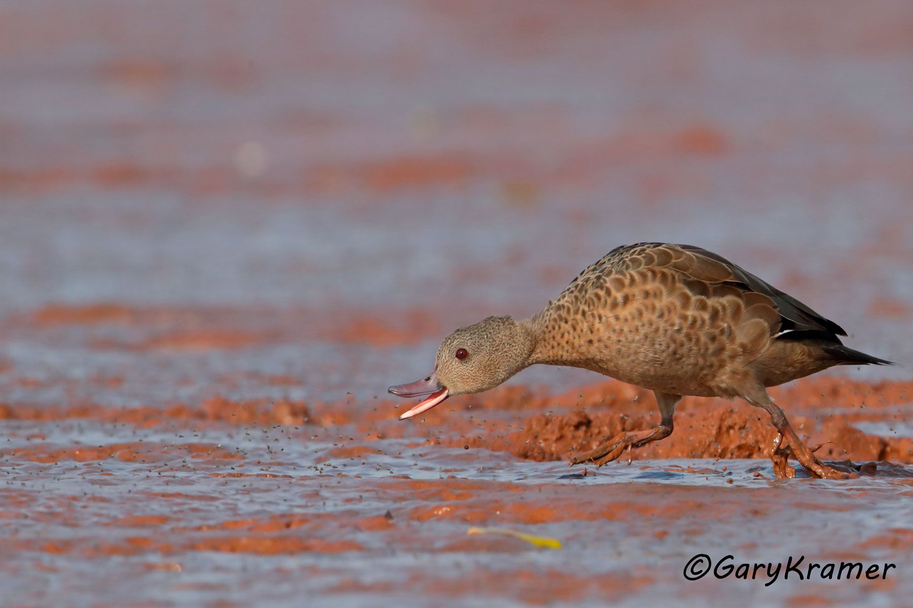 Madagascar Teal (Anas bernieri)  Madagascar  Teal (Anas bernieri) - MBWB#291d(2) (Madagasvcar)