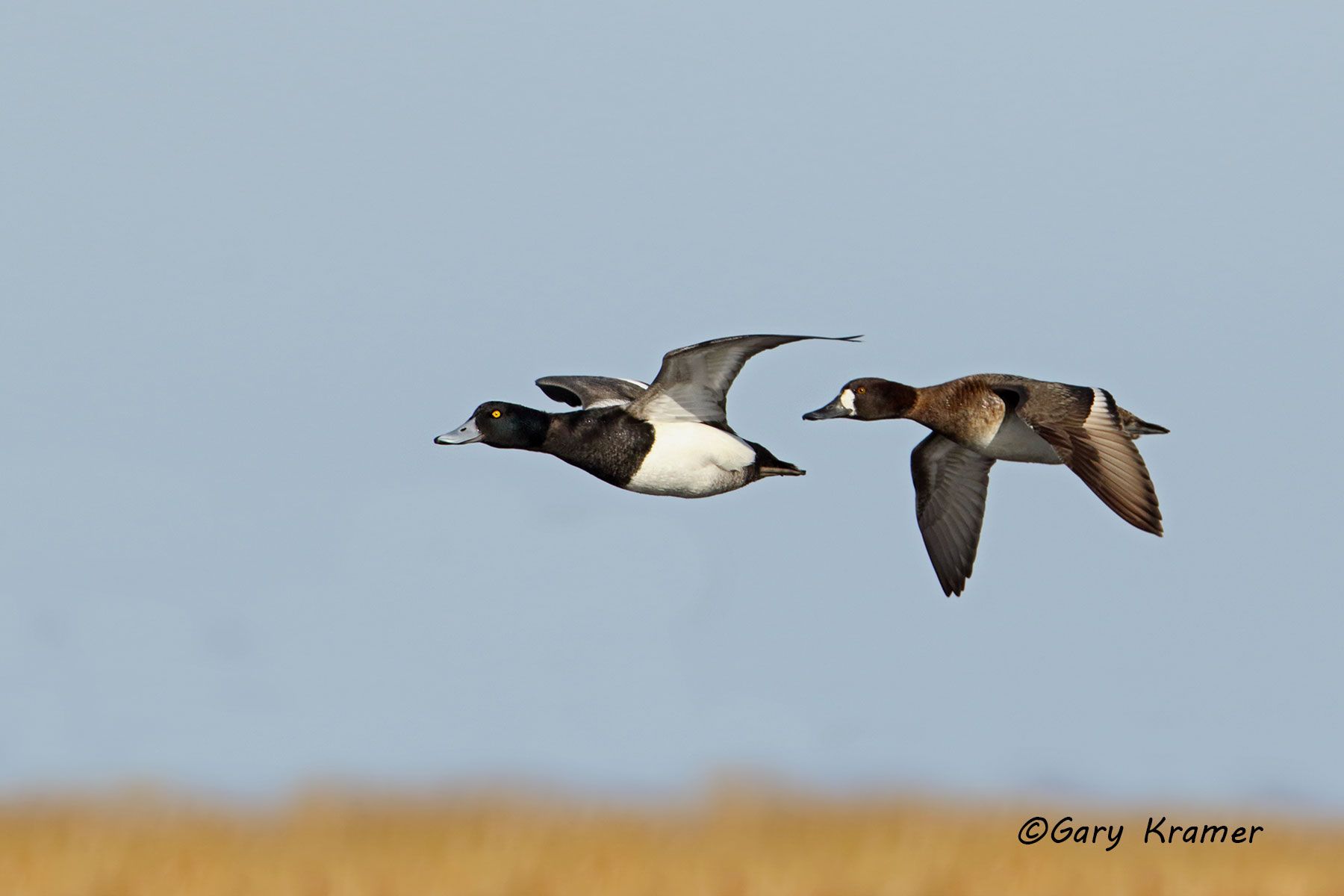 Lesser Scaup (Aythya affinis) - NBWSga#1363d