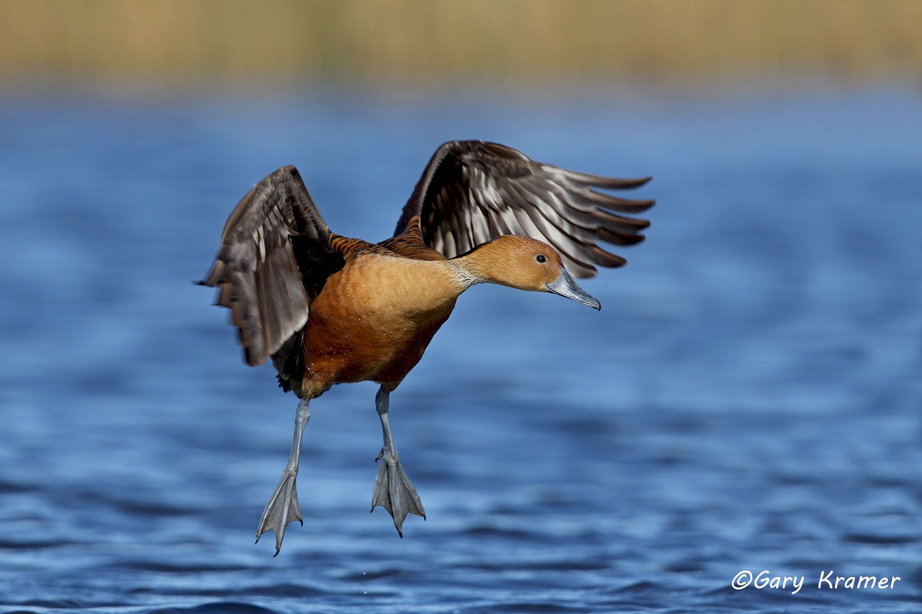 Fulvous Whistling Duck (Dendrocygna bicolor) - NBWF#339d