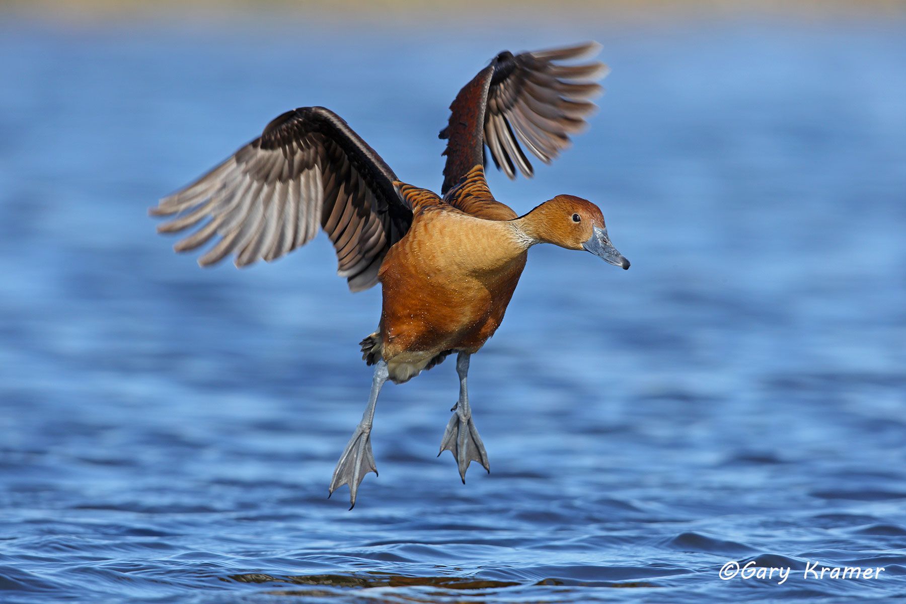 Fulvous Whistling Duck (Dendrocygna bicolor) - NBWF#184d