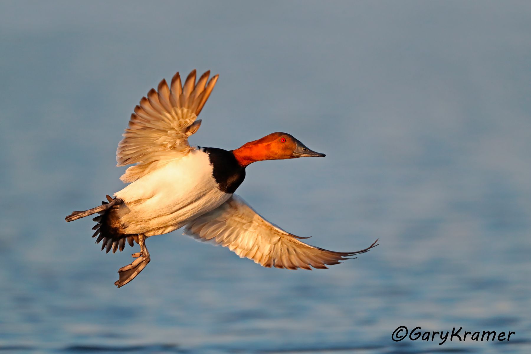Canvasback (Aythya valisineria) Canvasback (Aythya valisineria) - NBWC#1638d