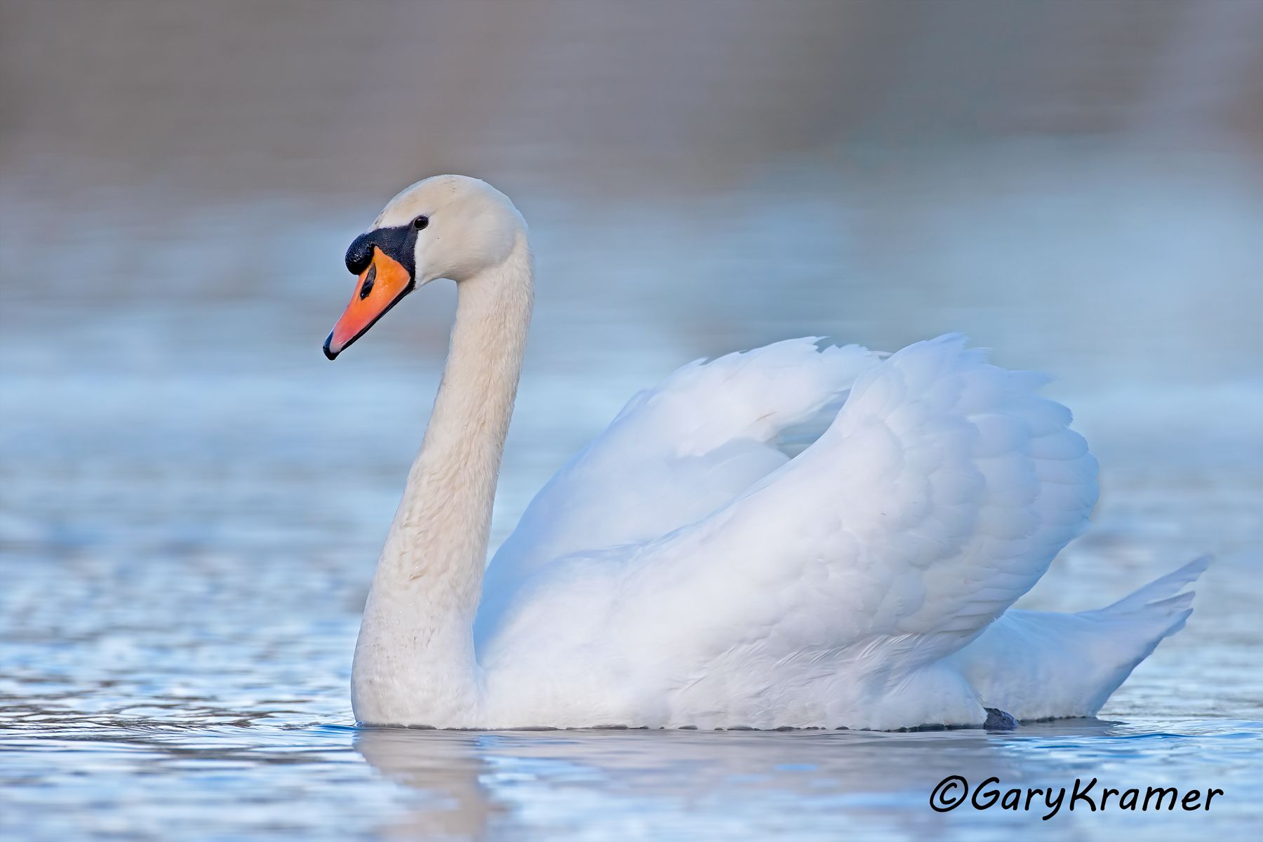 Mute Swan (Cygnus olor)  Mute Swan (Cygnus olor) - EBWSm#147d