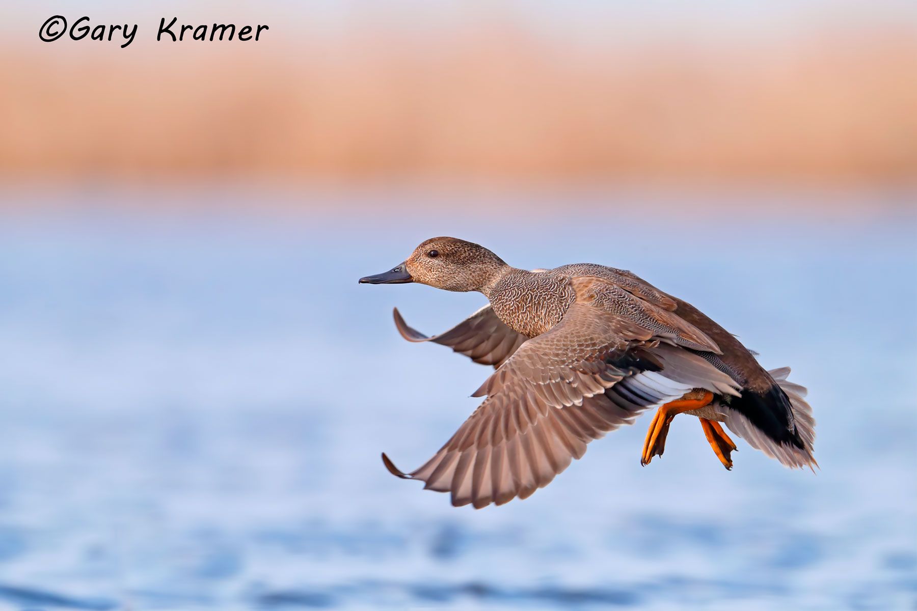 Gadwall (Mareca strepera) Gadwall (Mareca strepera) - NBWG#2114d