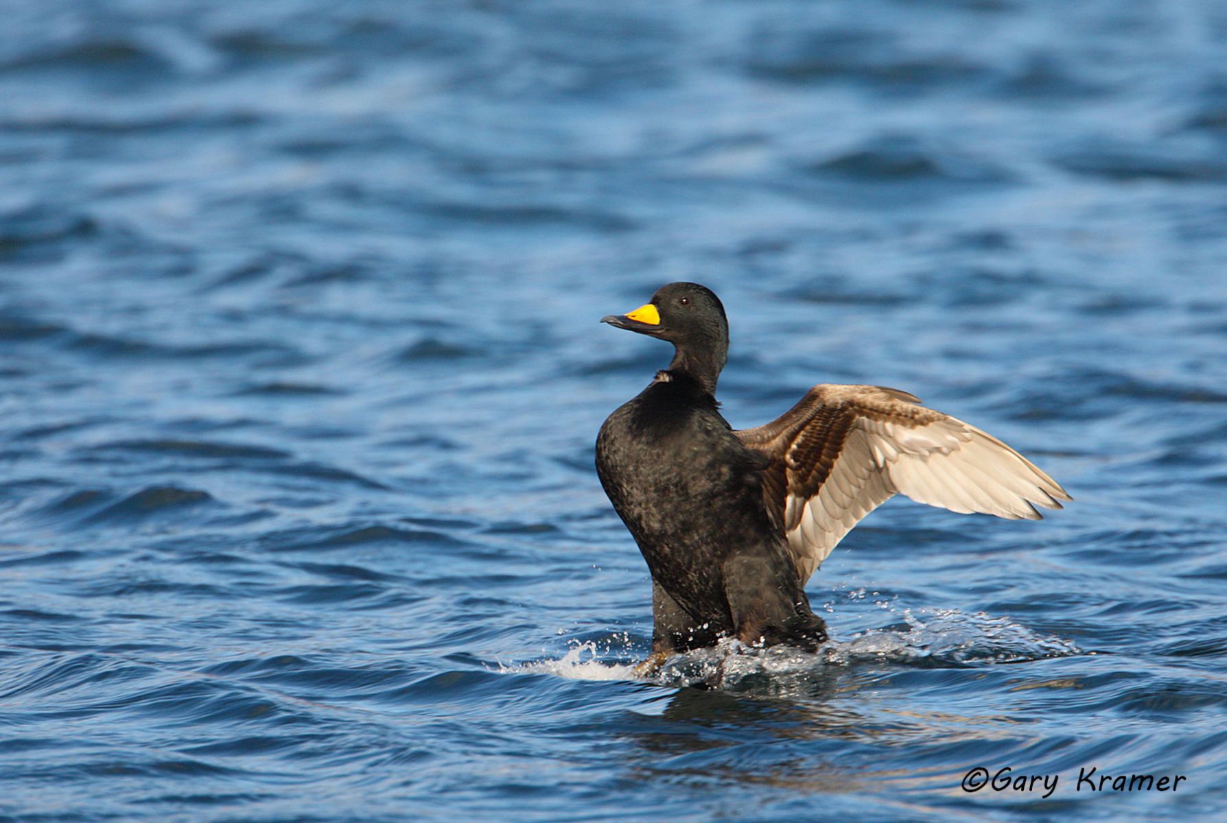 Black Scoter (Melanitta nigra) - NBWSb#031d