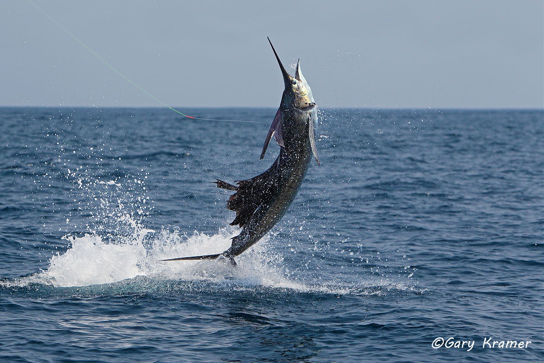 Jumping Sailfish, Guatemala - NFSj#035d