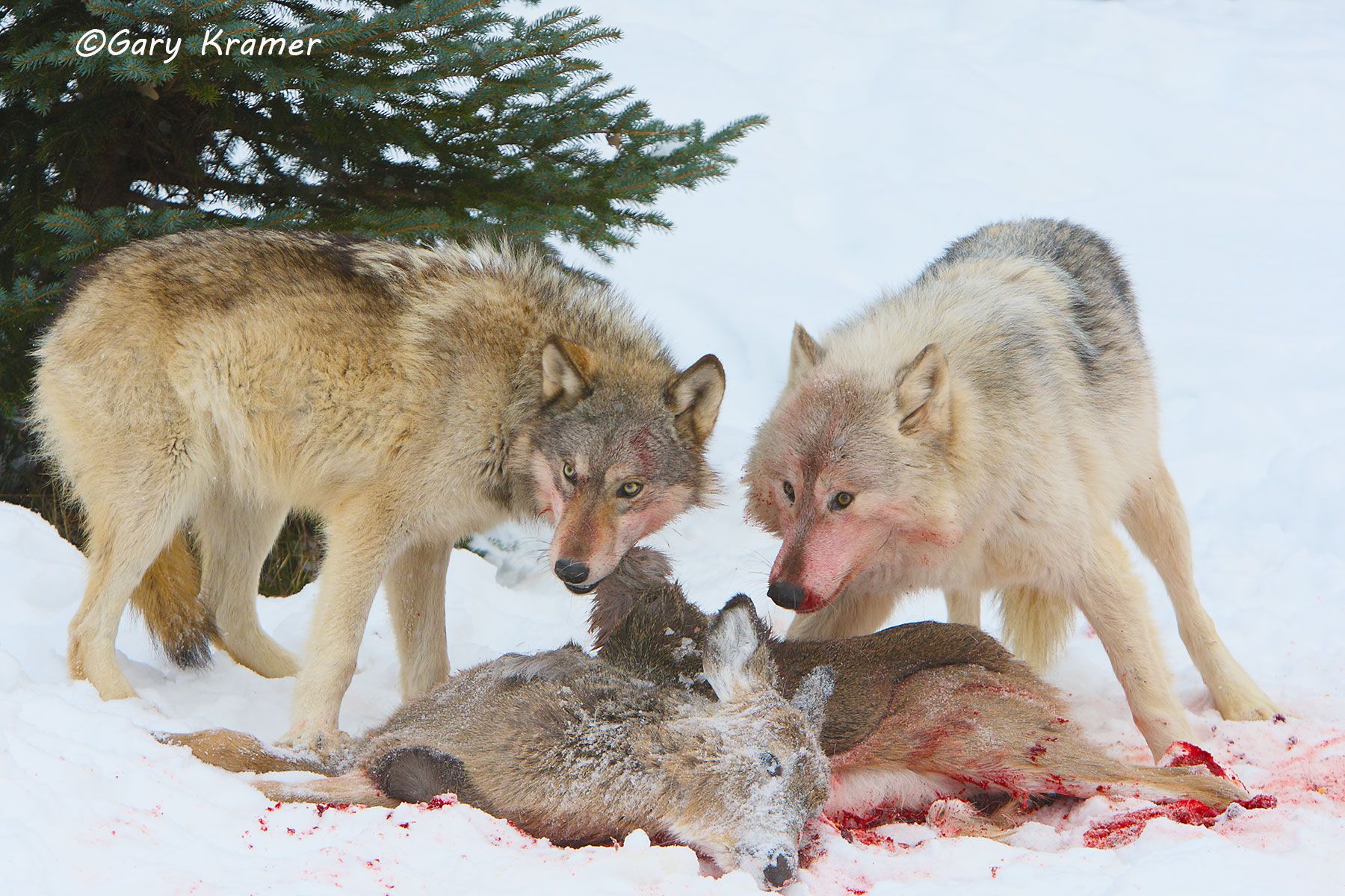 Gray Wolf (Canis lupus) on Deer kill - NMWgk#136d