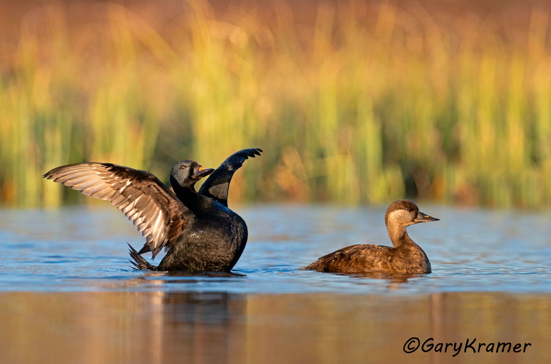 Common Scoter (Mellanita nigra)  Common Scoter (Mellanita nigra) - EBWSn#176d(2)