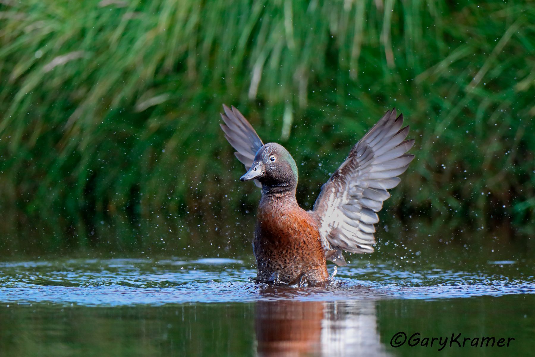 Auckland Teal (Anas aucklandica) Auckland Teal (Anas aucklandica) - OBWTaa#015d