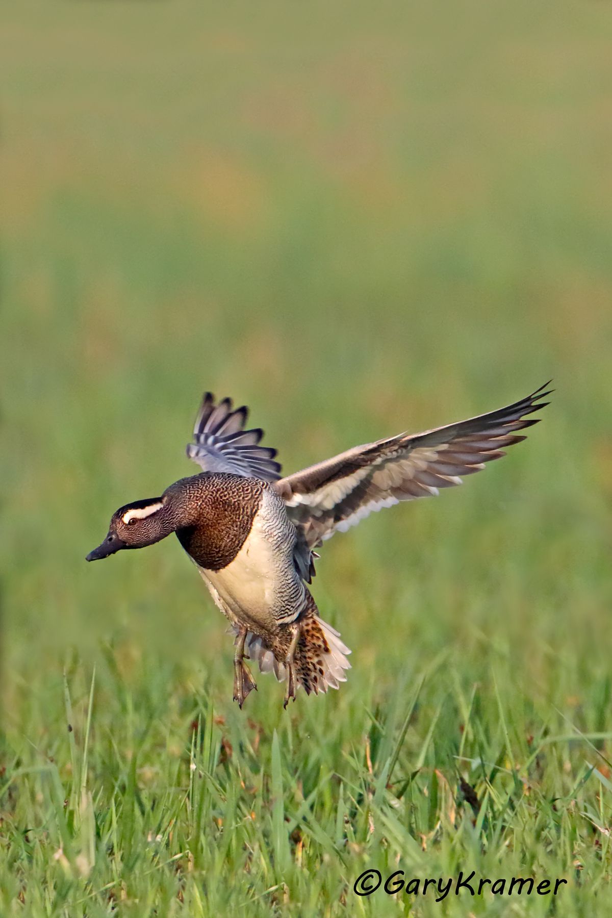 Garganey (Anas querquedula)  Garganey (Anas querquedula) EBWGa#049d(2).jpg