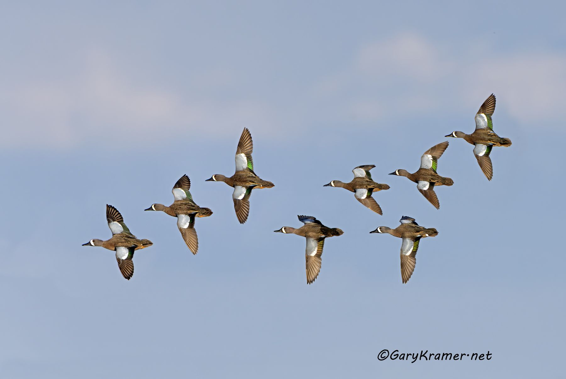 Blue-winged Teal (Anas discors) - NBWTb#1912d(3)