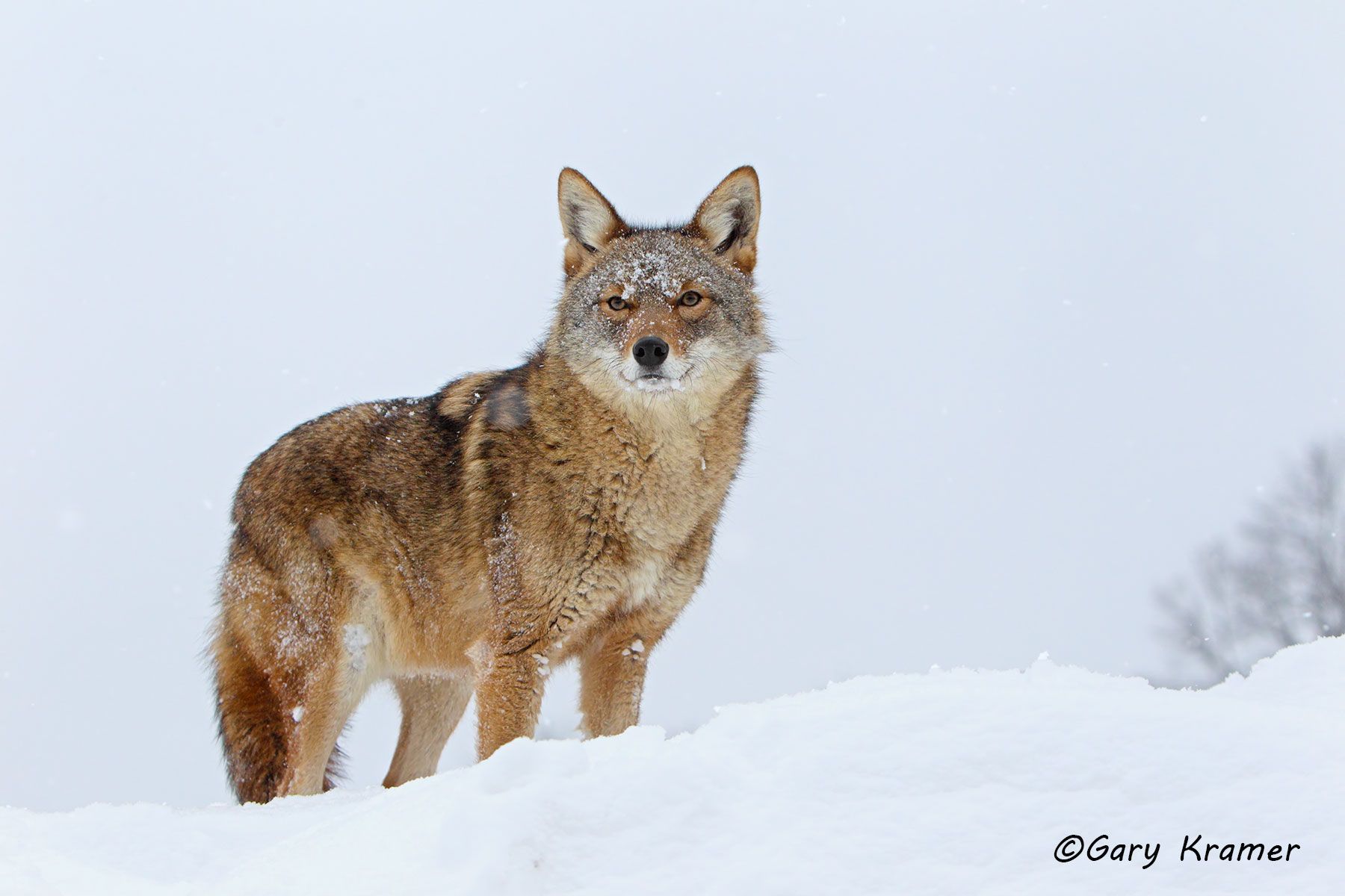Coyote (Canis latrans) - NMC#826d