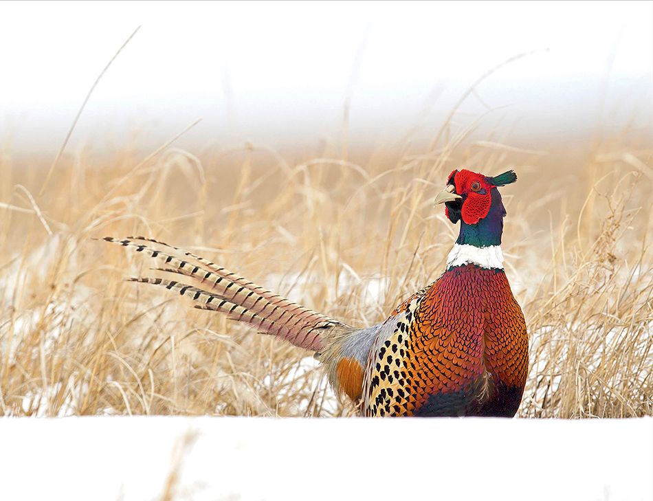 1r2_ring_necked_pheasant__page_4bx.jpg