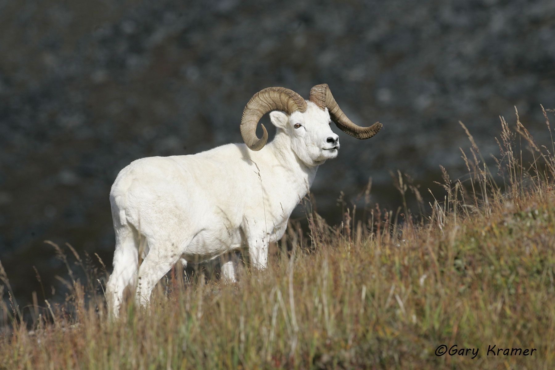 Dall Sheep (Ovis dalli dalli) by GaryKramer.net, 530-934-3873, gkramer@cwo.com Dall Sheep (Ovis dalli dalli) - NMSD#254d