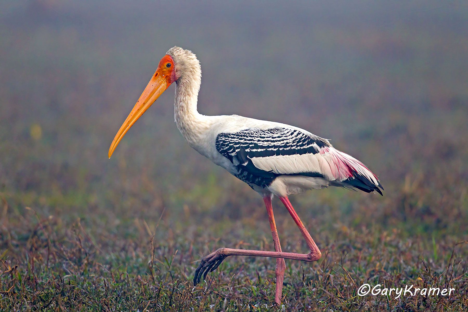 Painted Stork (Ibis leucocephalus) - IBIp#003d