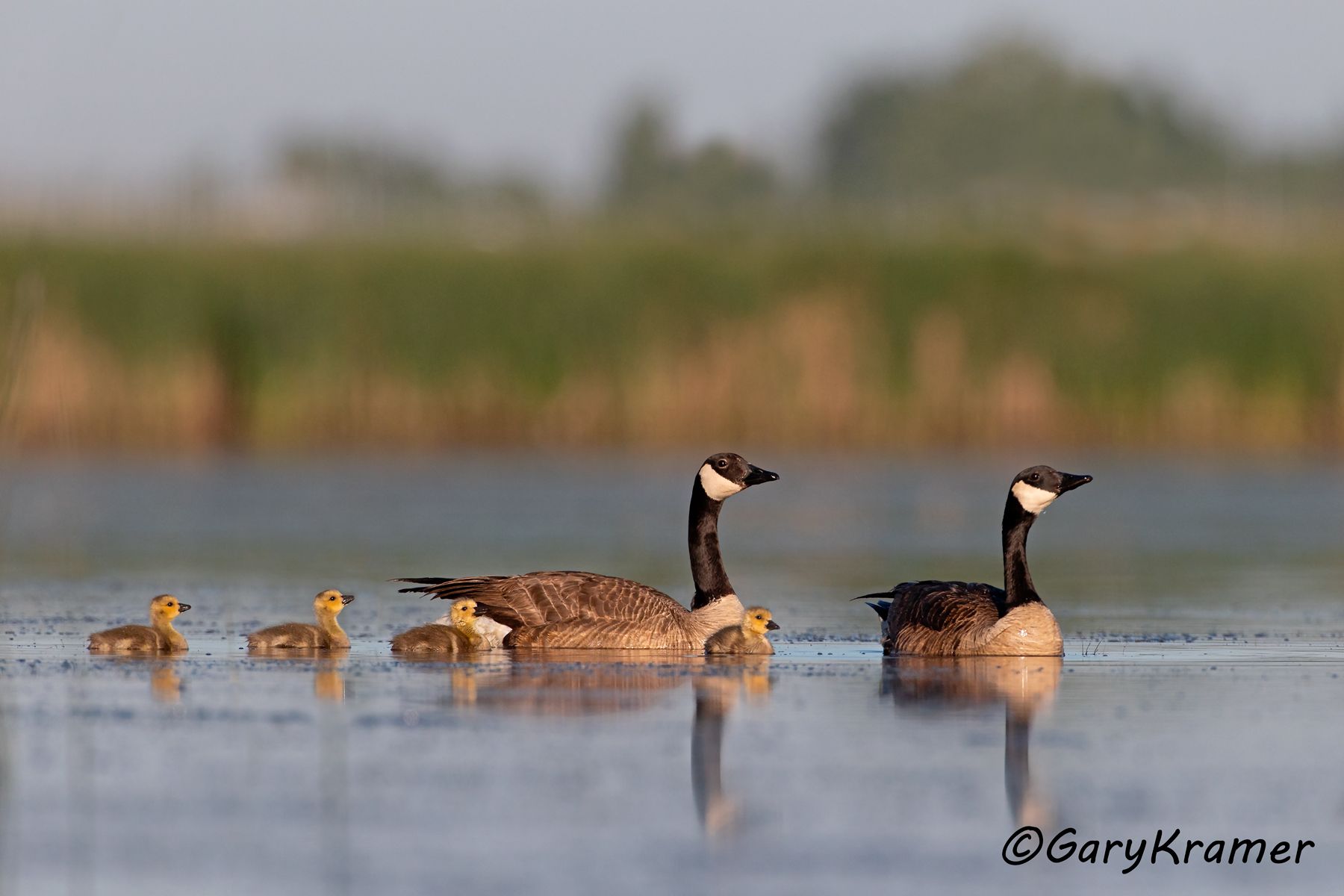 Canada Goose (Giant) (Branta canadensis maxima) Canada Goose (Giant) (Branta canadensis maxima) - NBWCg#1646d(2)