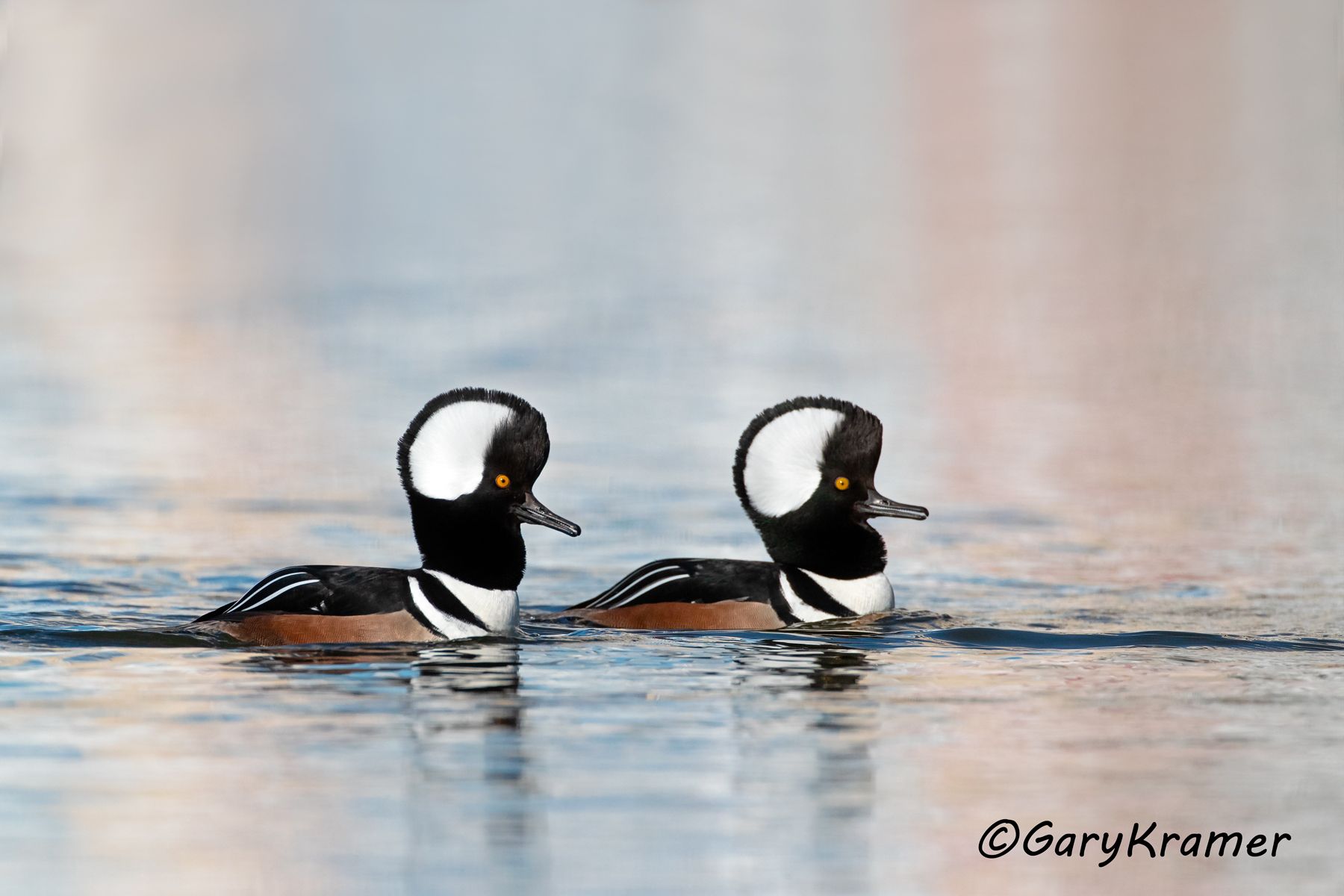 Hooded Merganser (Lophodytes cucullatus) Hooded Merganser (Lophodytes cucullatus) - NBWMh#299d