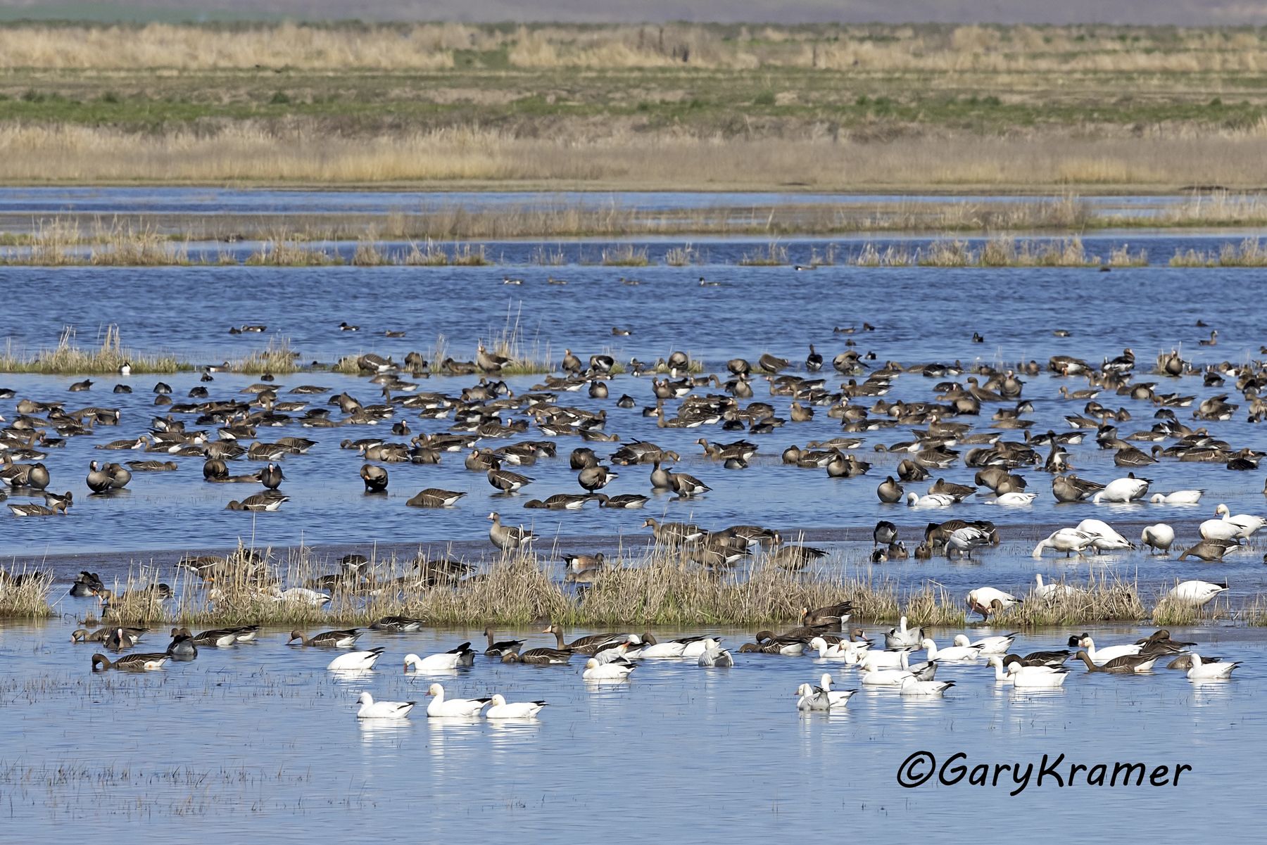 Mixed Waterfowl Flock - NBWGx#912d(2)