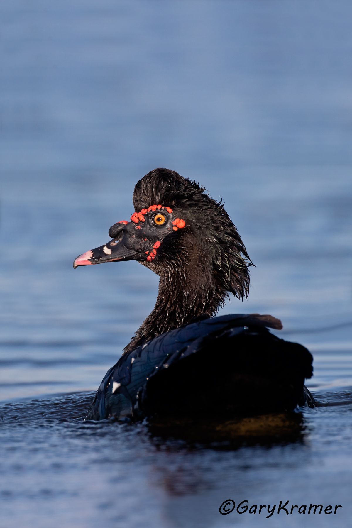 Muscovy Duck (Cairina moschata) - NBWMc#398d(2) (Brazil)
