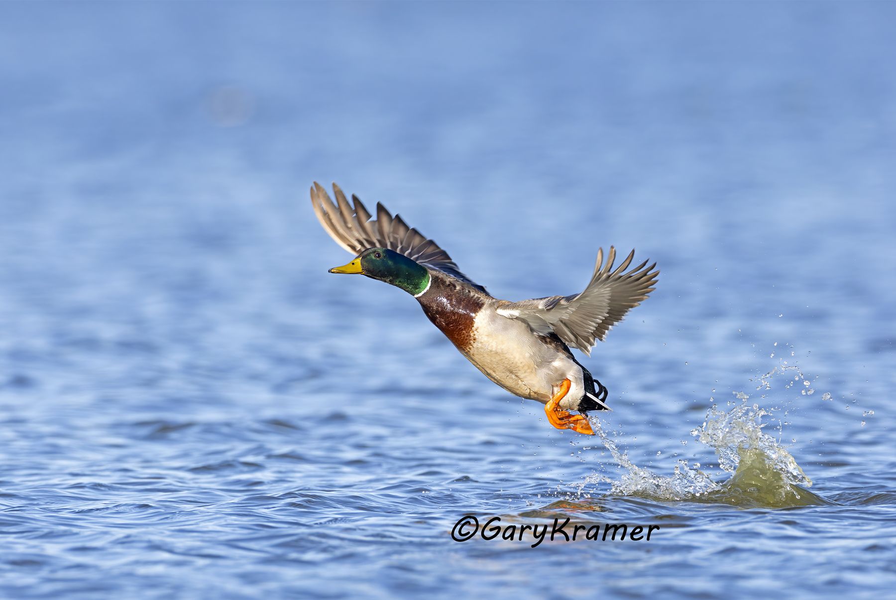 Mallard (Anas platyrhynchos) Mallard (Anas platyrhynchos) - NBWM#8726d