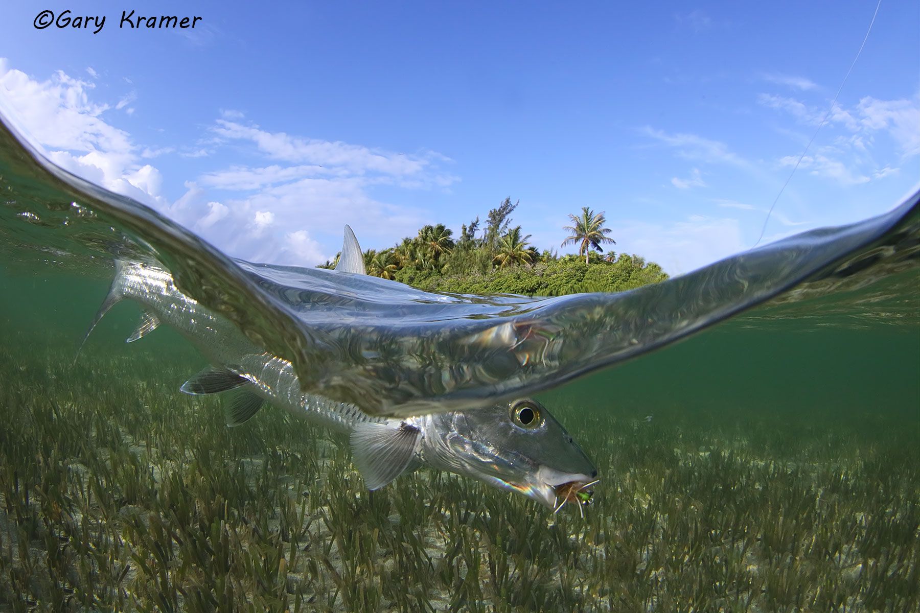Bonefish w/ fly, Mexico - NFBff#127d