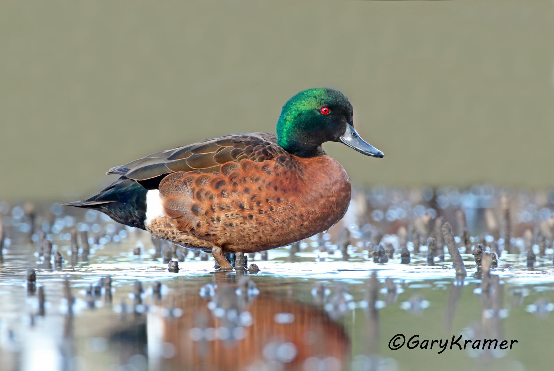 Chestnut Teal (Anas castanea)  Chestnut Teal (Anas castanea) - OBWCt#064d