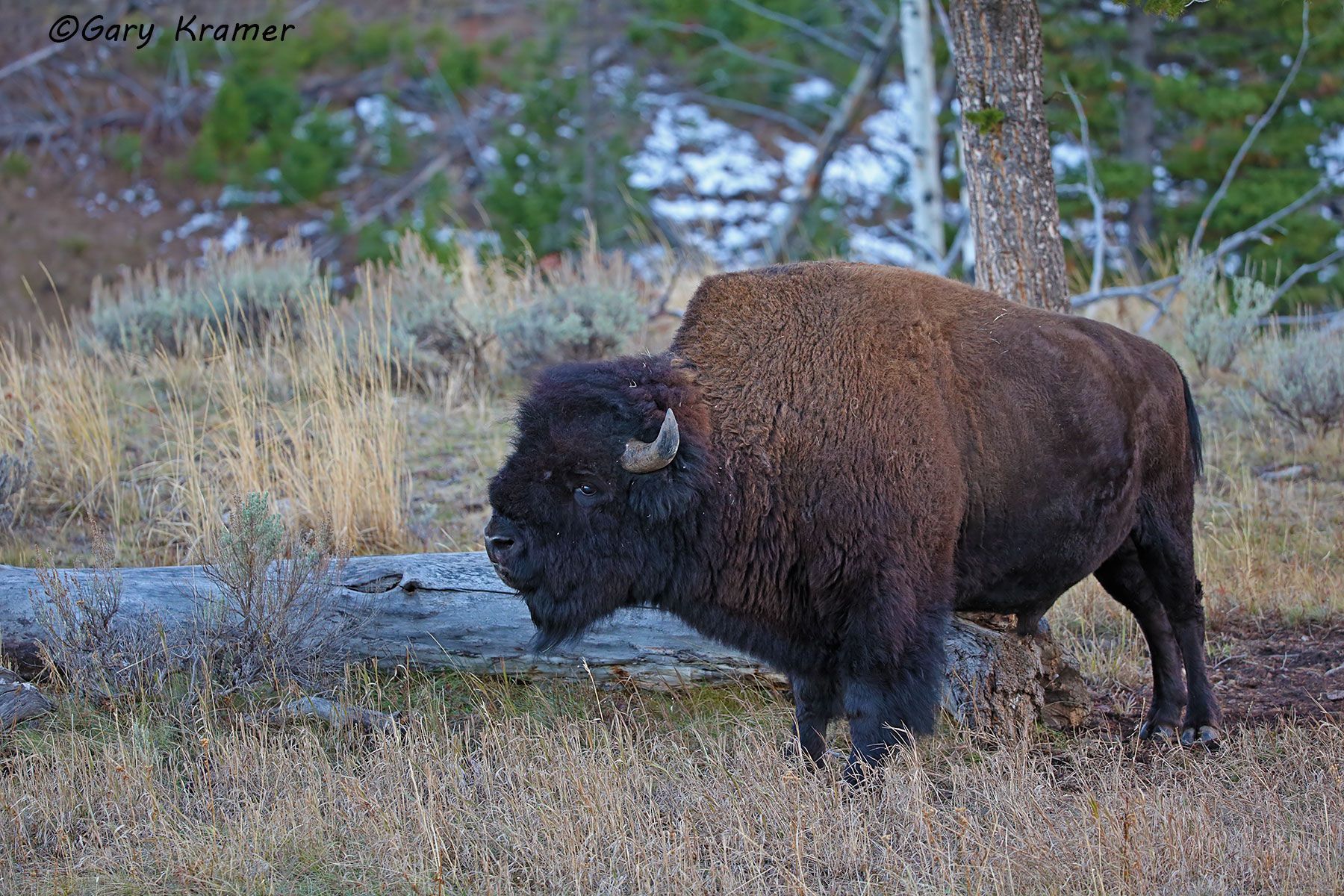 Plains Bison (Bison bison bison) - NMB#321d
