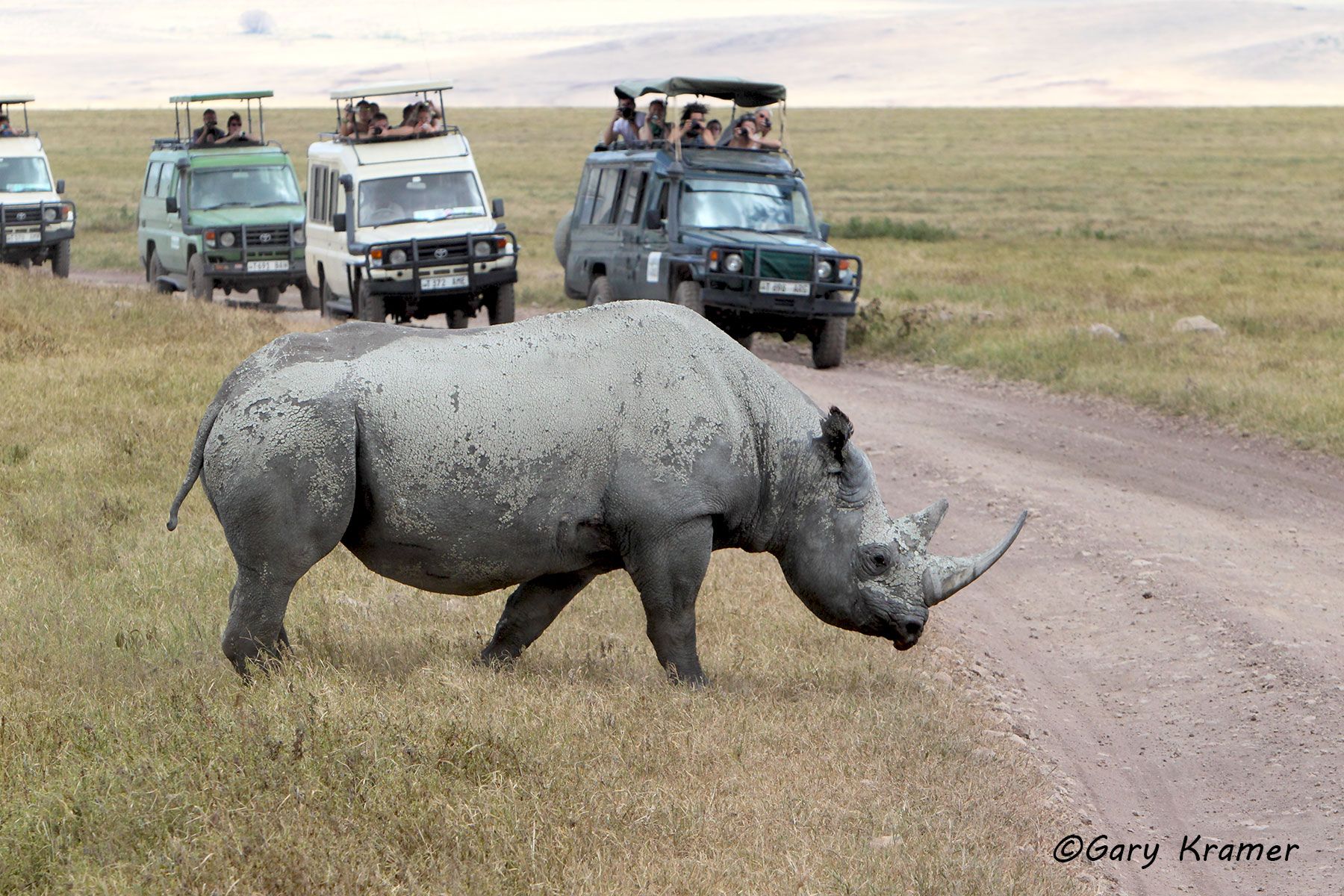 Black Rhino/safari vehicle(s), Africa - ATGrb#007d.jpg