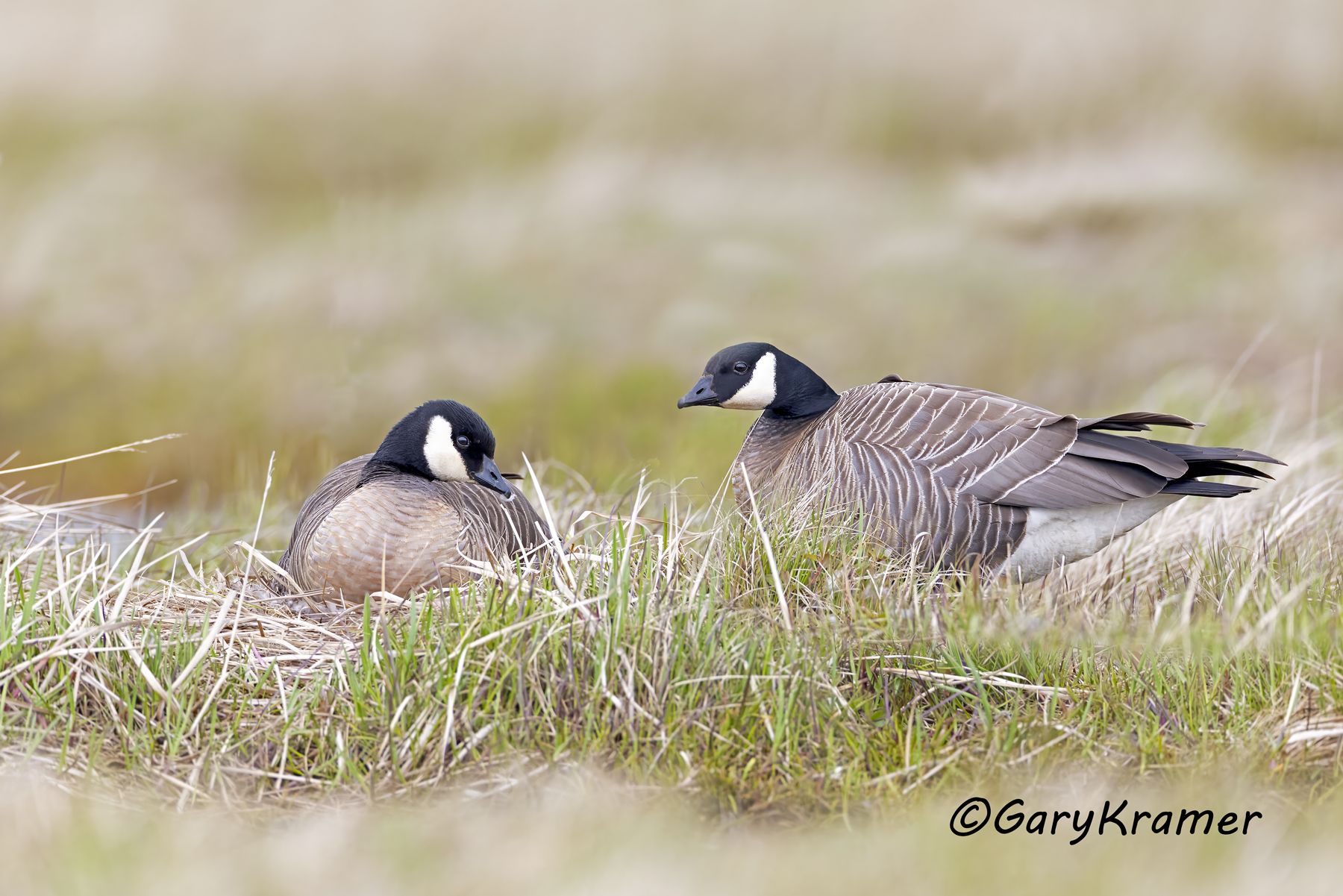 Cackling Goose (Minima)  (Anser hutchinsii minima) - NBWCc#583d(2)