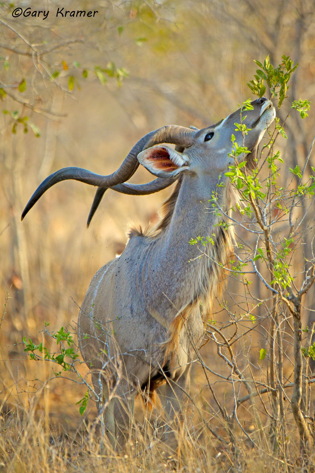 Greater Kudu (Tragelaphus strepsiceros) Greater Kudu (Tragelaphus strepsiceros) - AMUK#425d
