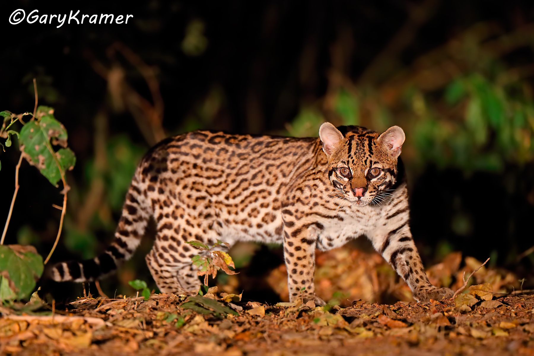 Ocelot (Leopardus pardalis) - SMLo#025d