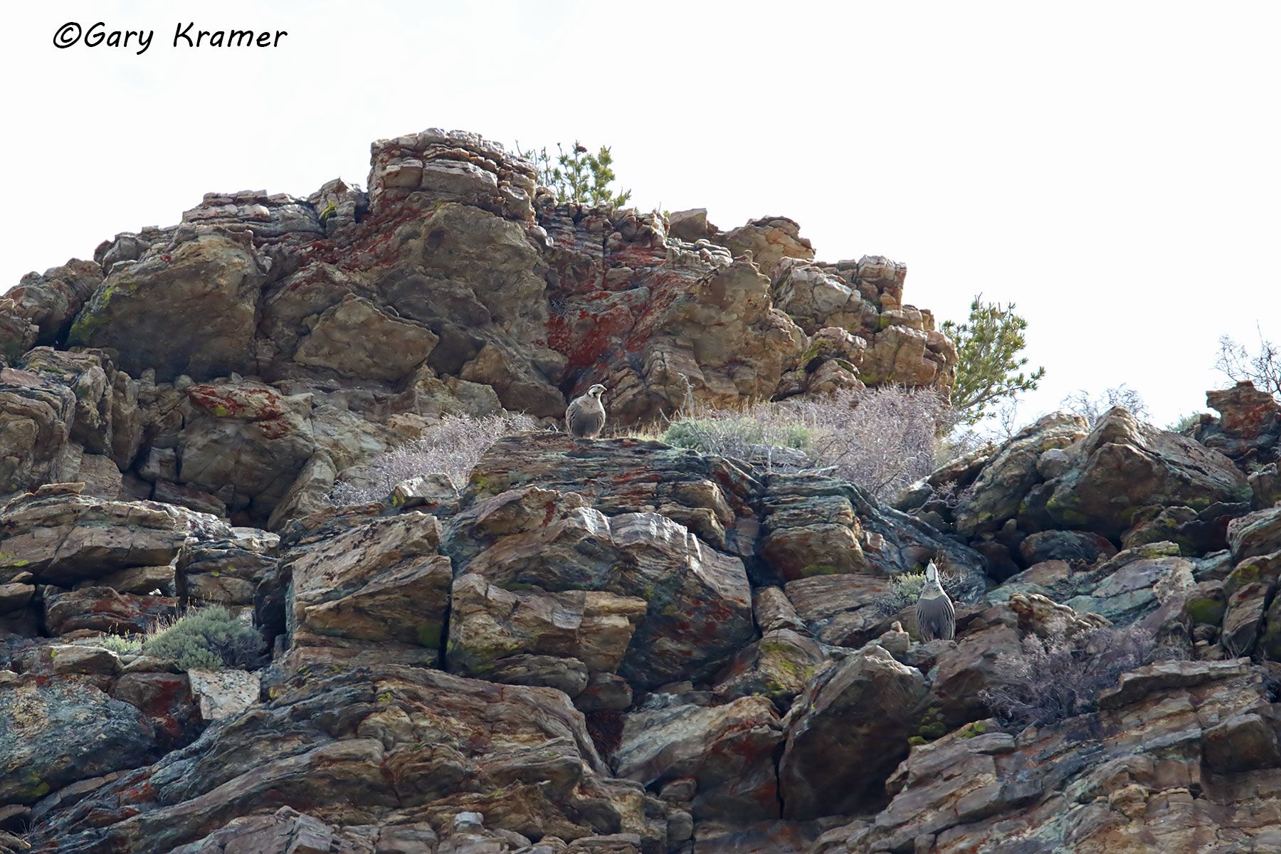 Himalayan Snowcock (Tetraogailus himalayensis) Himalayan Snowcock (Tetraogailus himalayensis) - NBGSh#001d