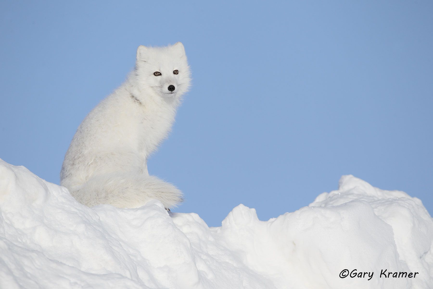 Arctic Fox (Alopex lagopus) - NMFa#390d